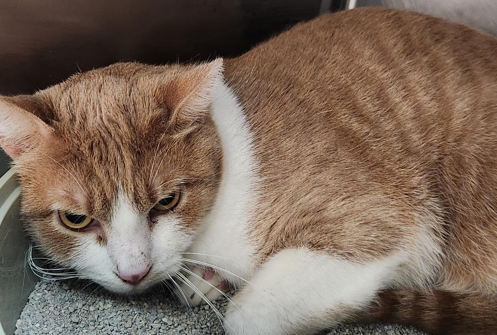 Enlarge Ozzie, a ADOPTABLE Domestic Short Hair in San Antonio, TX image 1/1