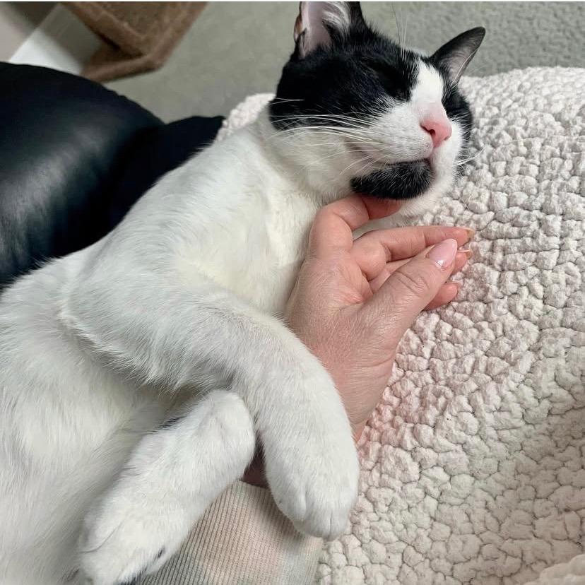 Miles, a Adoptable Domestic Short Hair in Lions Bay, BC image 2/6