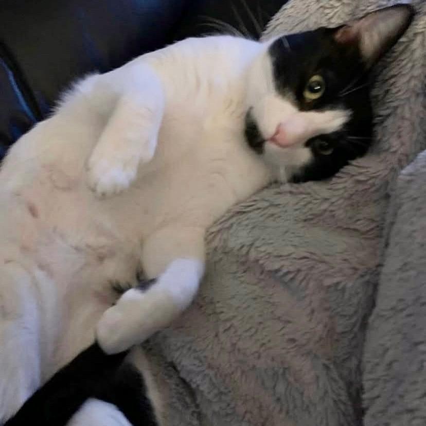 Miles, a Adoptable Domestic Short Hair in Lions Bay, BC image 3/6