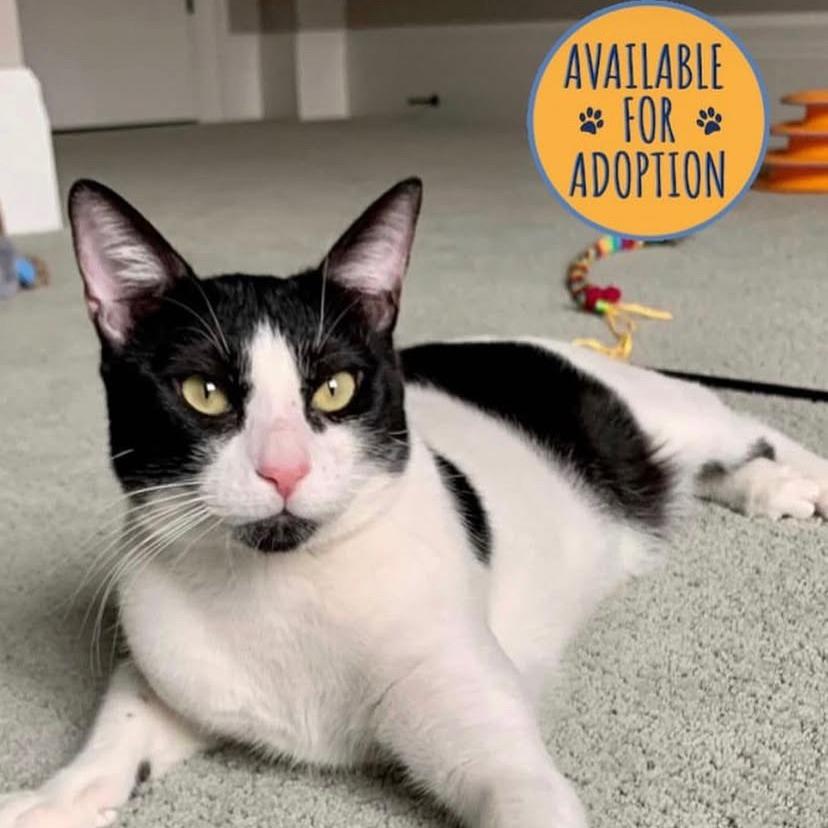 Miles, a Adoptable Domestic Short Hair in Lions Bay, BC image 4/6