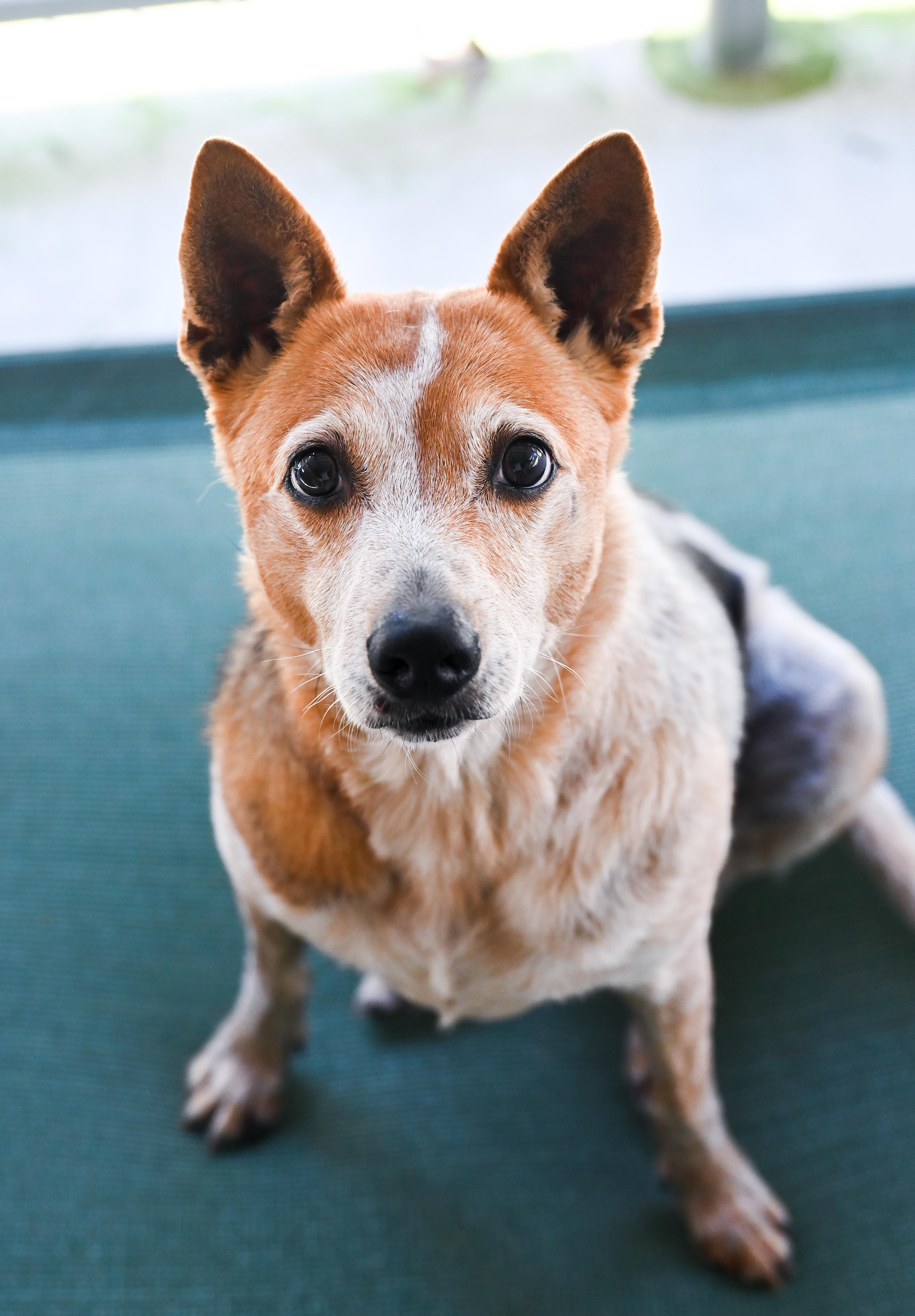 Enlarge Honey, a Adoptable mixed breed in Chattanooga, TN image 3/6