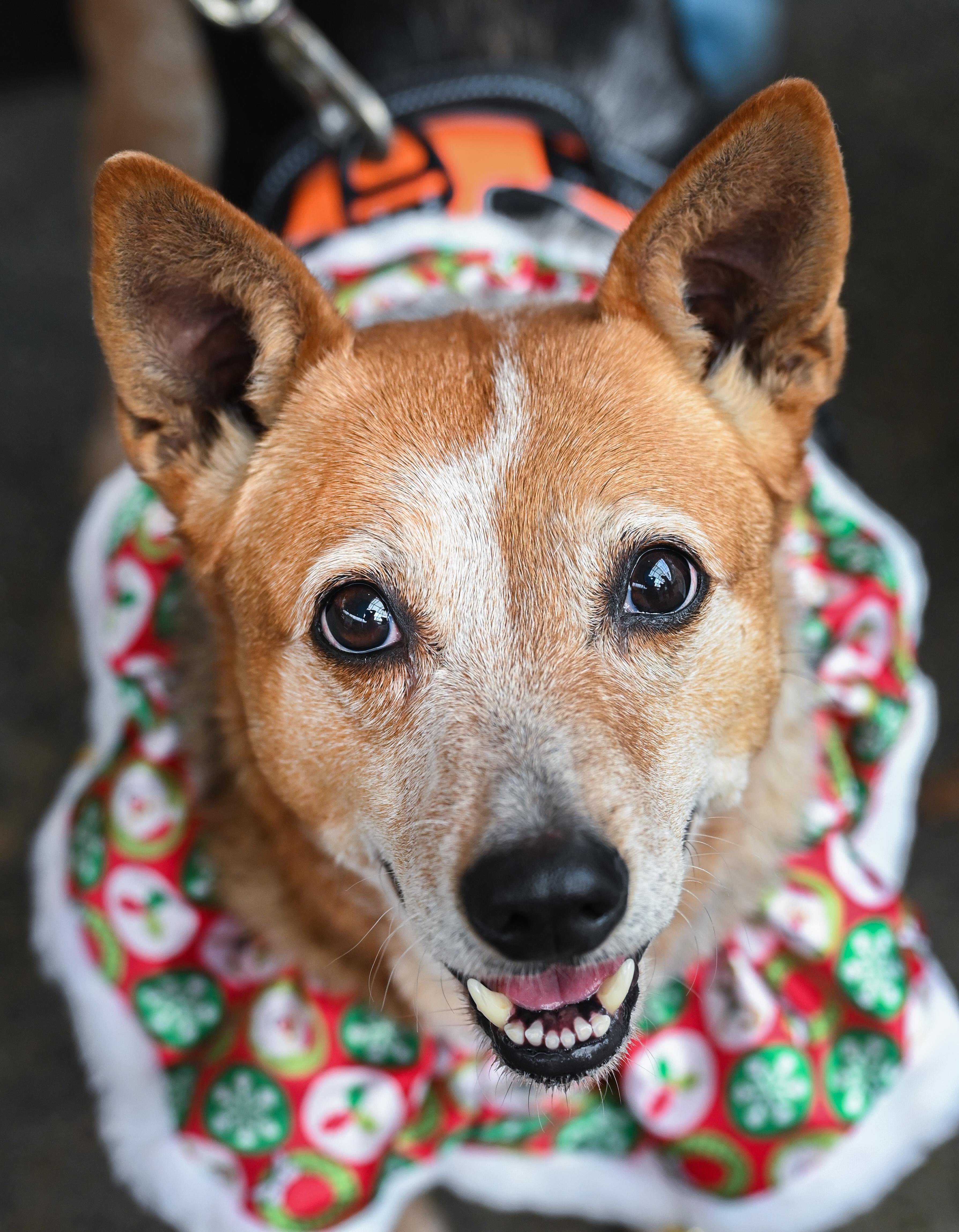 Honey, Adoptable, Adult Female Australian Cattle Dog / Blue Heeler.