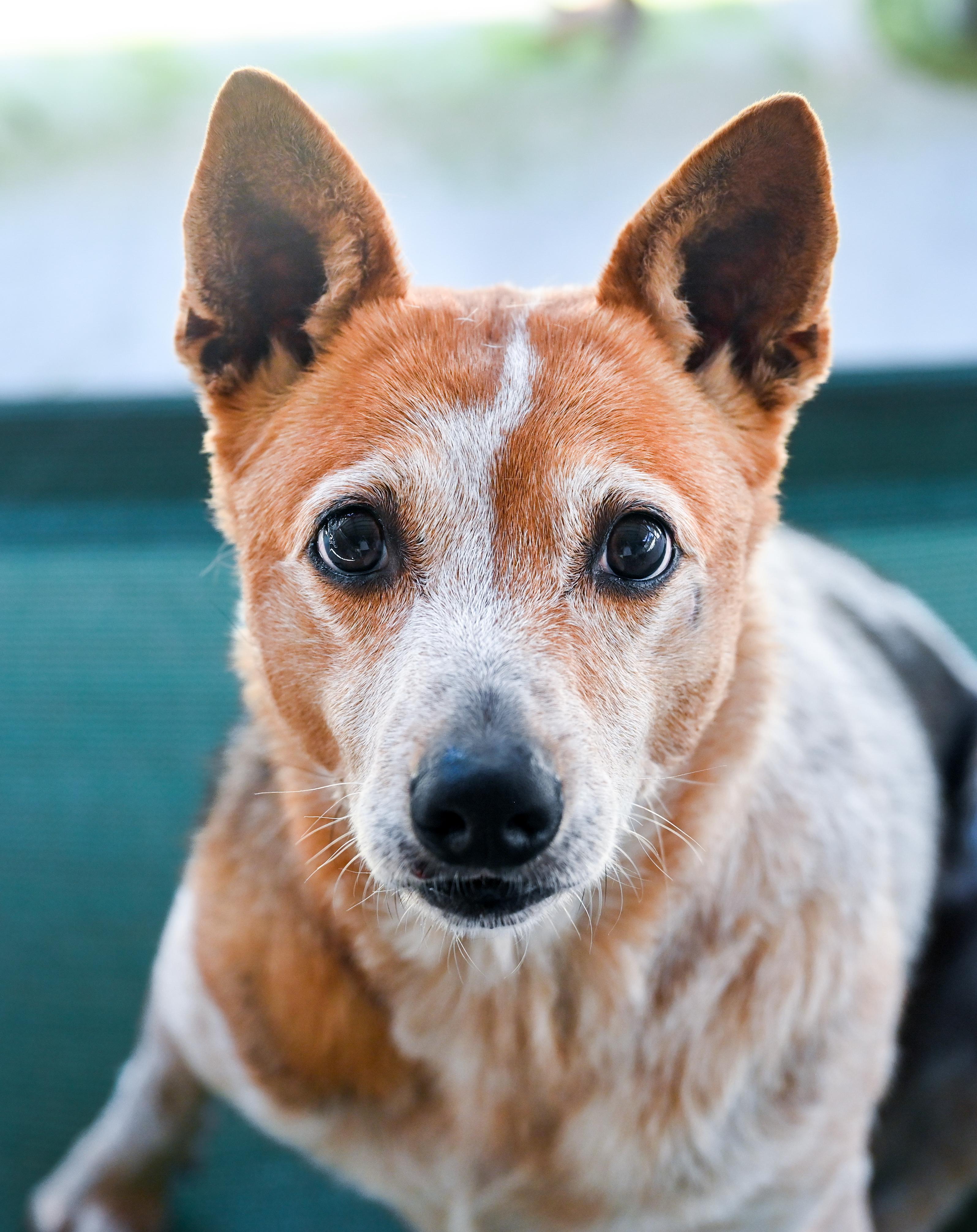 Enlarge Honey, a Adoptable mixed breed in Chattanooga, TN image 2/6