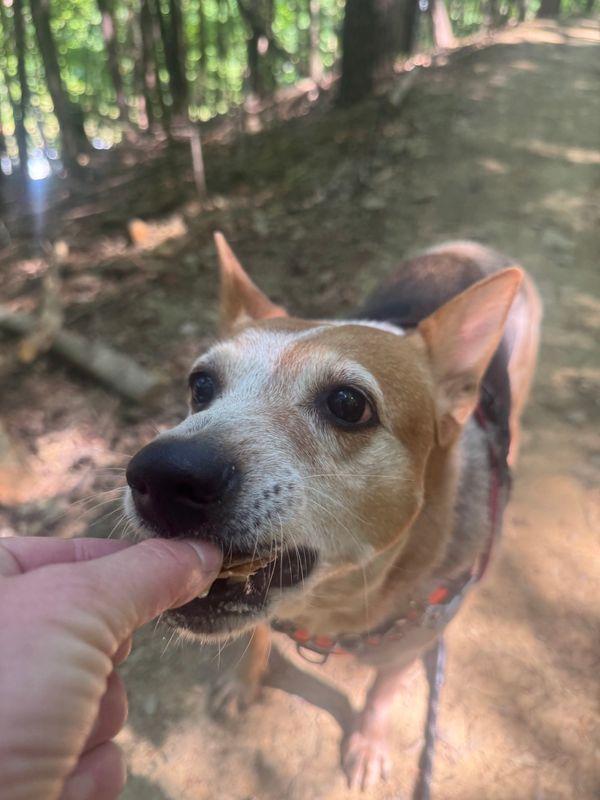 Honey, a Adoptable mixed breed in Chattanooga, TN image 5/6