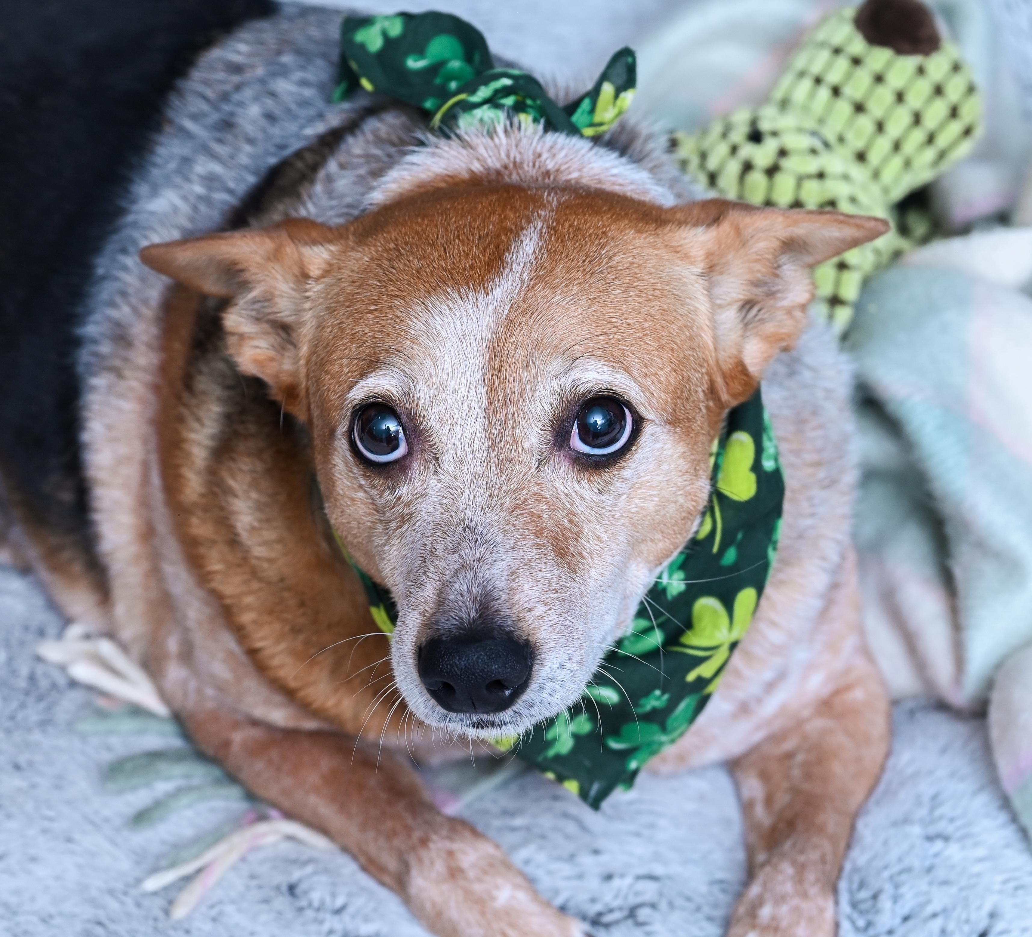 Enlarge Honey, a Adoptable mixed breed in Chattanooga, TN image 1/6
