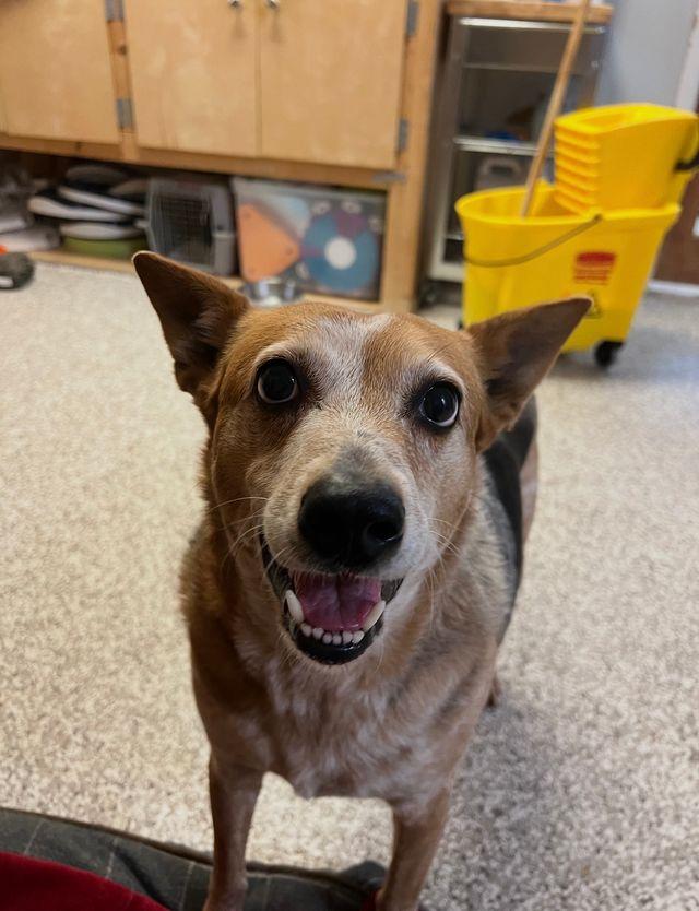 Honey, a Adoptable mixed breed in Chattanooga, TN image 6/6