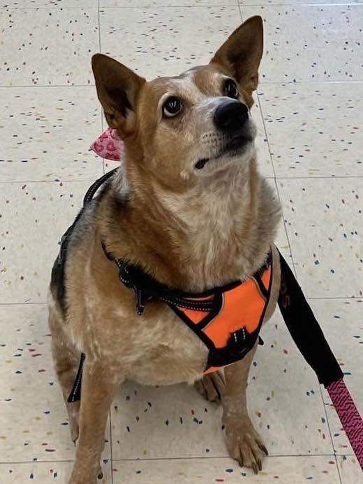 Honey, a Adoptable mixed breed in Chattanooga, TN image 4/6