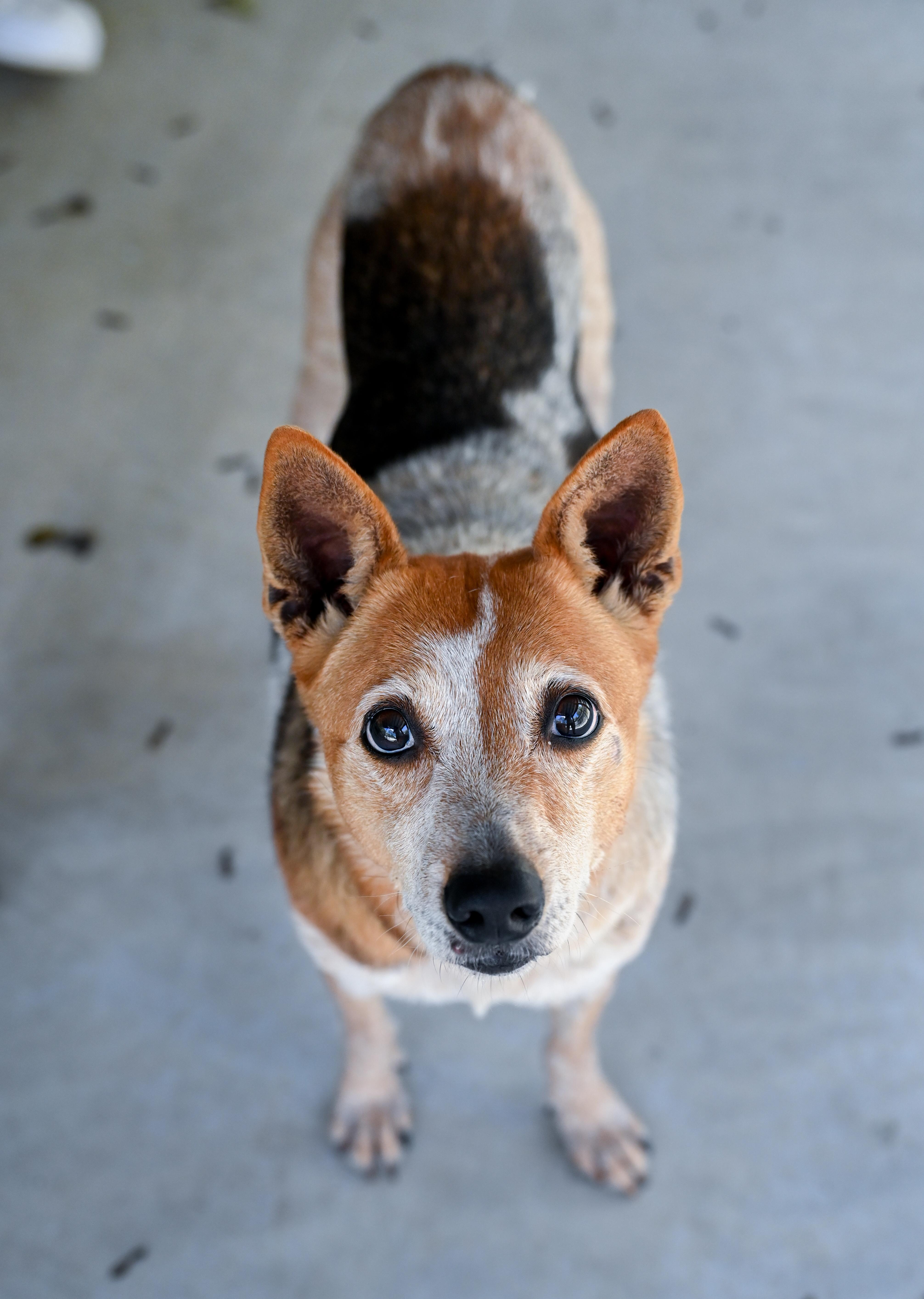Enlarge Honey, a Adoptable mixed breed in Chattanooga, TN image 5/6