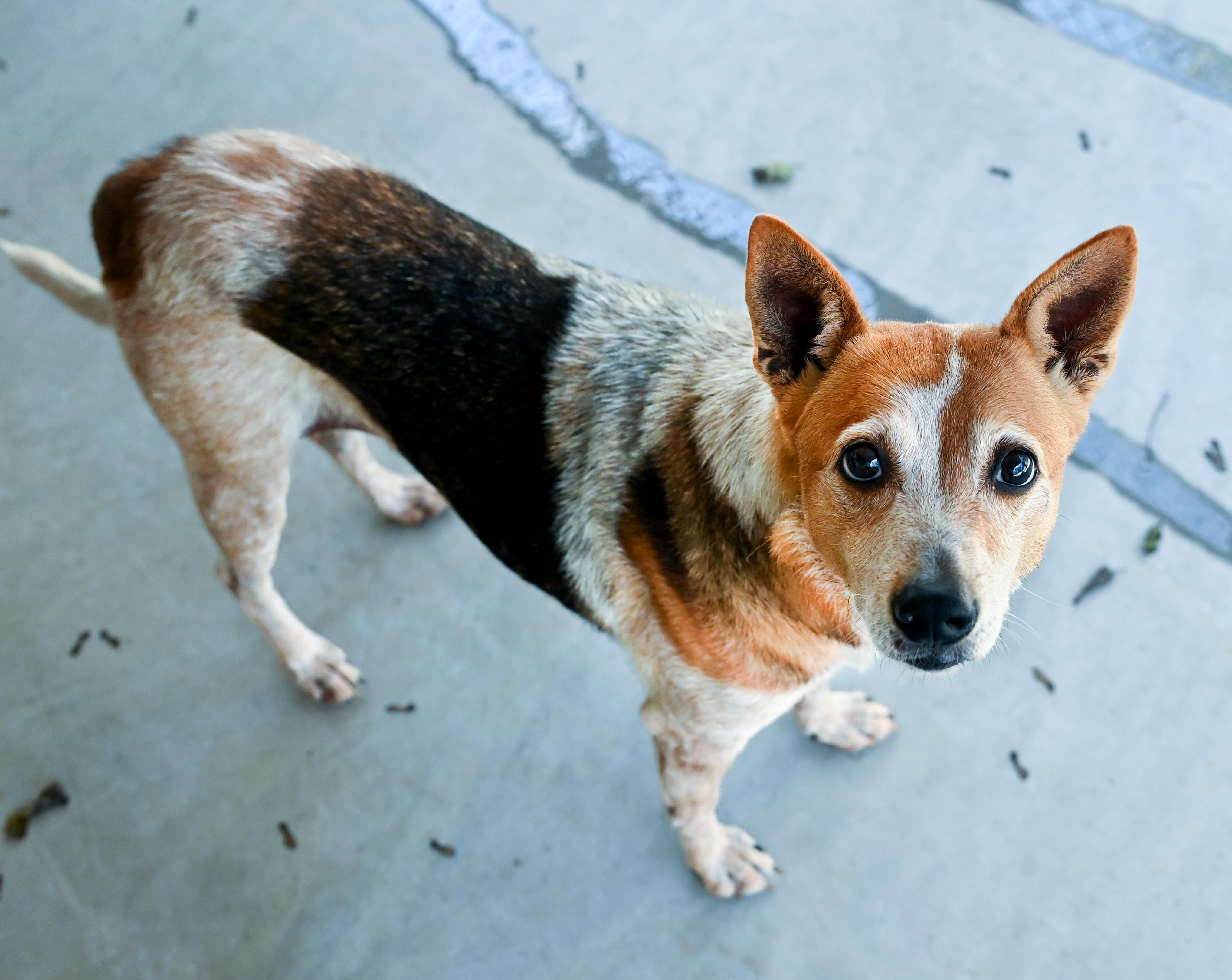 Enlarge Honey, a Adoptable mixed breed in Chattanooga, TN image 6/6