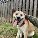 Enlarge Donnie, a Adoptable Akita in Knoxville, TN image 1/2