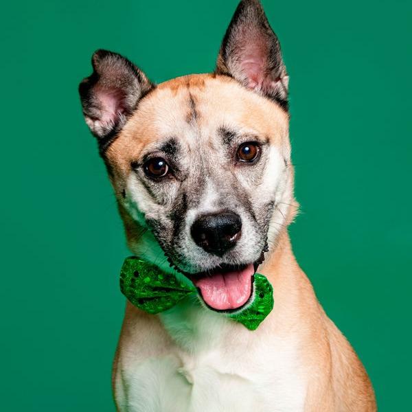 Enlarge Donnie, a Adoptable Akita in Knoxville, TN image 2/2