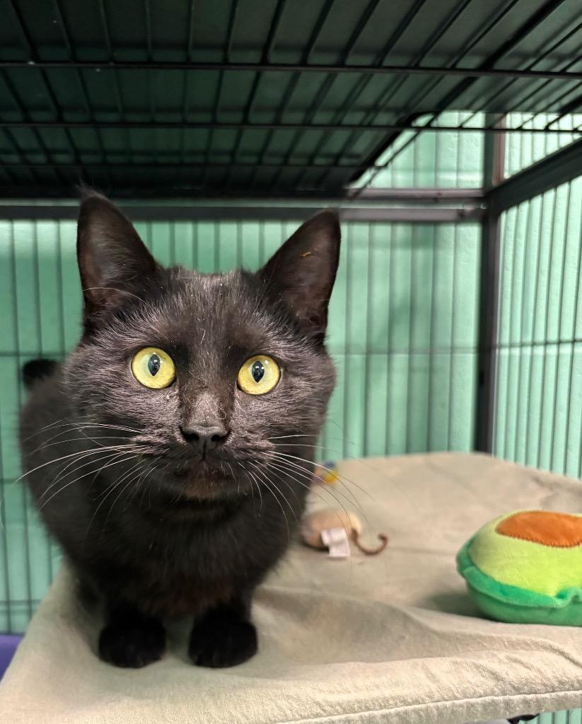 Enlarge Louise, an adopted mixed breed in Frankfort, KY image 1/1