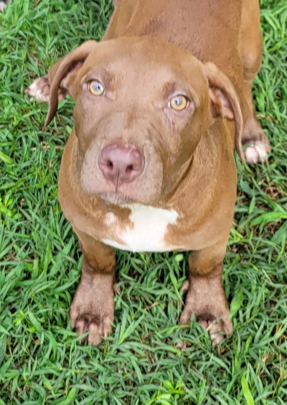 Enlarge Dudley, a ADOPTABLE mixed breed in Elwood, NJ image 4/4