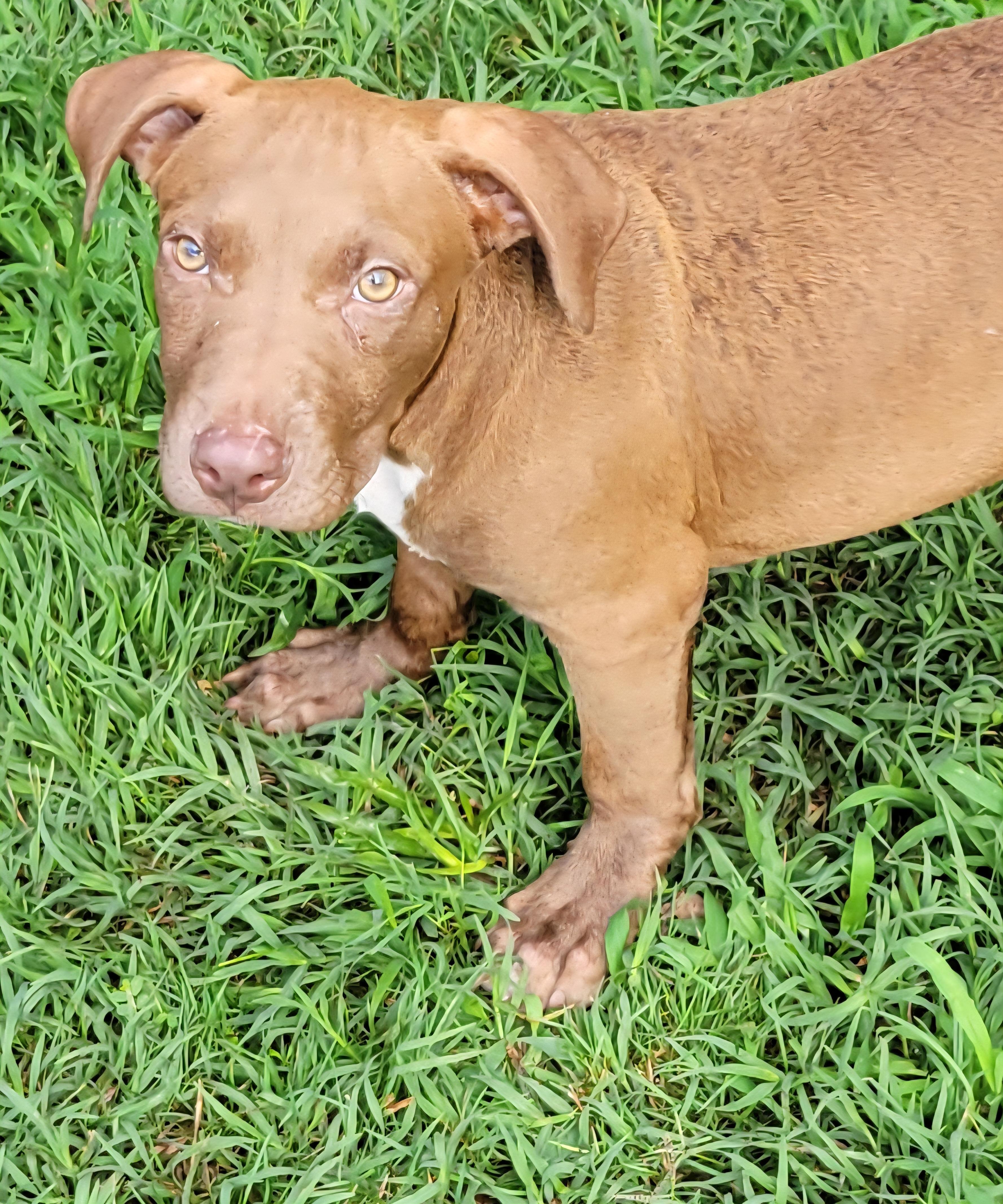 Enlarge Dudley, a ADOPTABLE mixed breed in Elwood, NJ image 3/4