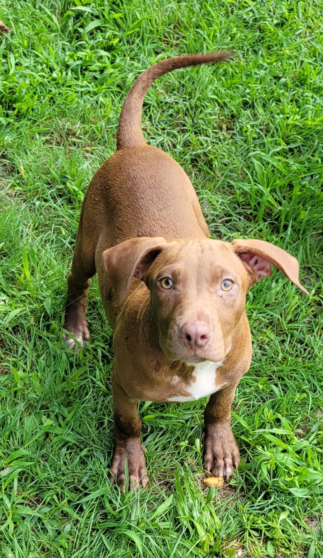 Enlarge Dudley, a ADOPTABLE mixed breed in Elwood, NJ image 2/4