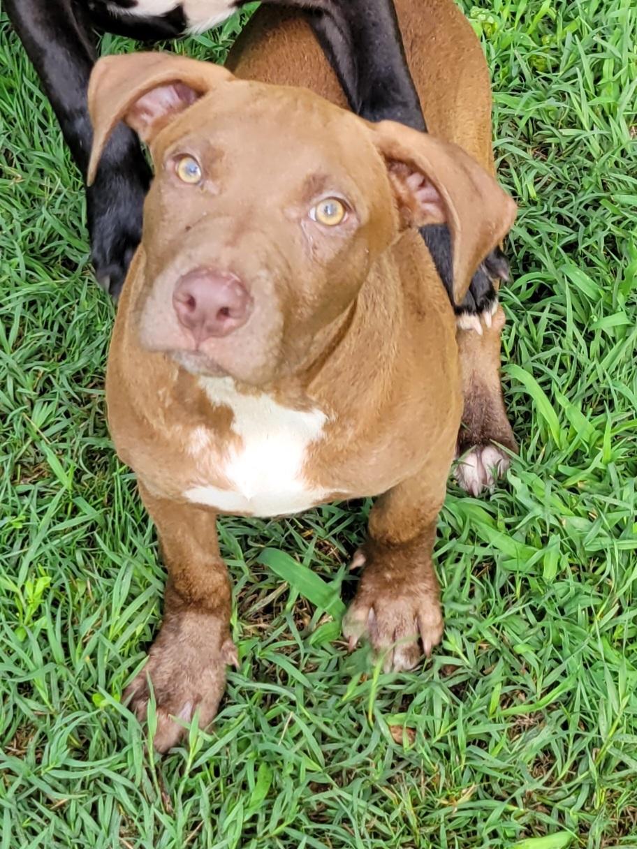 Dudley, ADOPTABLE, Puppy Male Labrador Retriever & Boxer.