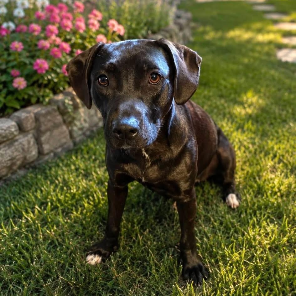 Sweetie Belle, adoptable, Young Female Labrador Retriever.