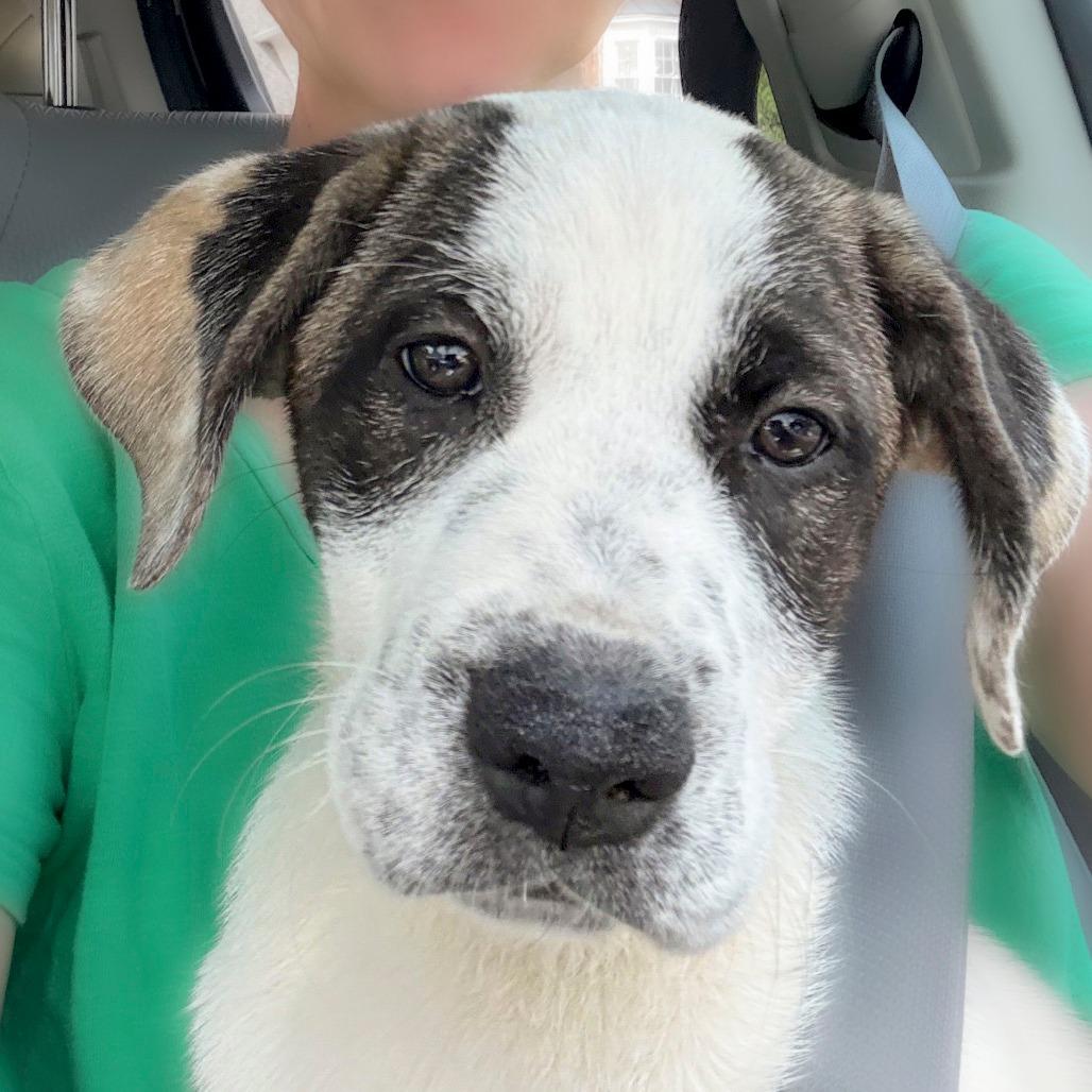 Magnolia, Adoptable, Young Female Mixed Breed.