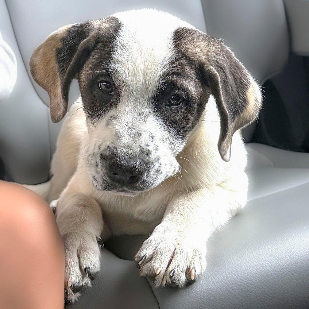 Magnolia, a Adoptable Mixed Breed in Chapel Hill, NC image 2/3