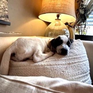 Magnolia, a Adoptable Mixed Breed in Chapel Hill, NC image 3/3