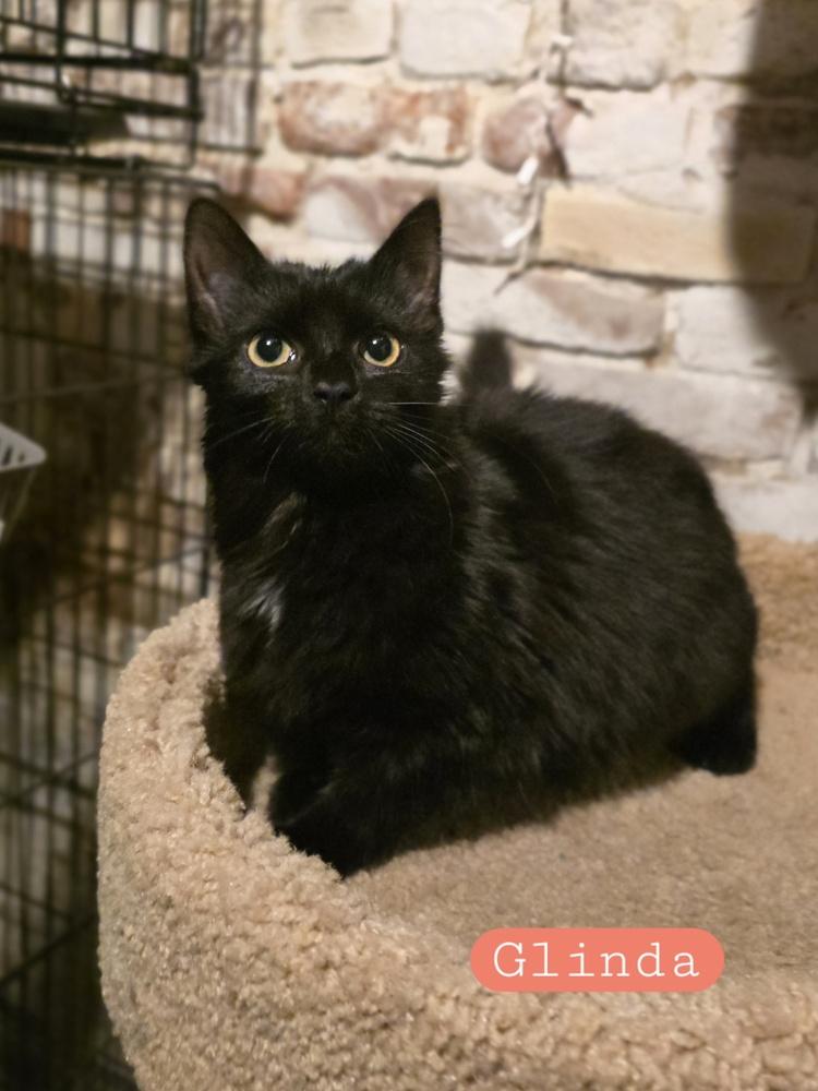 Glinda  K 444, Adoptable, Kitten Female Domestic Medium Hair.