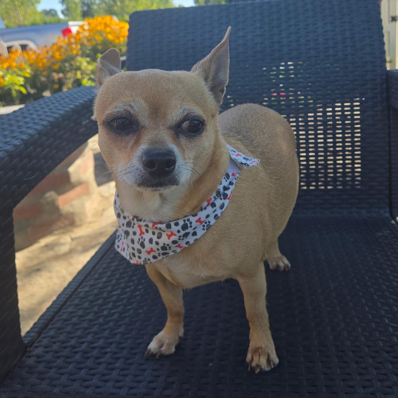 Little Calie, a Adoptable mixed breed in Saint Helens, OR image 3/6