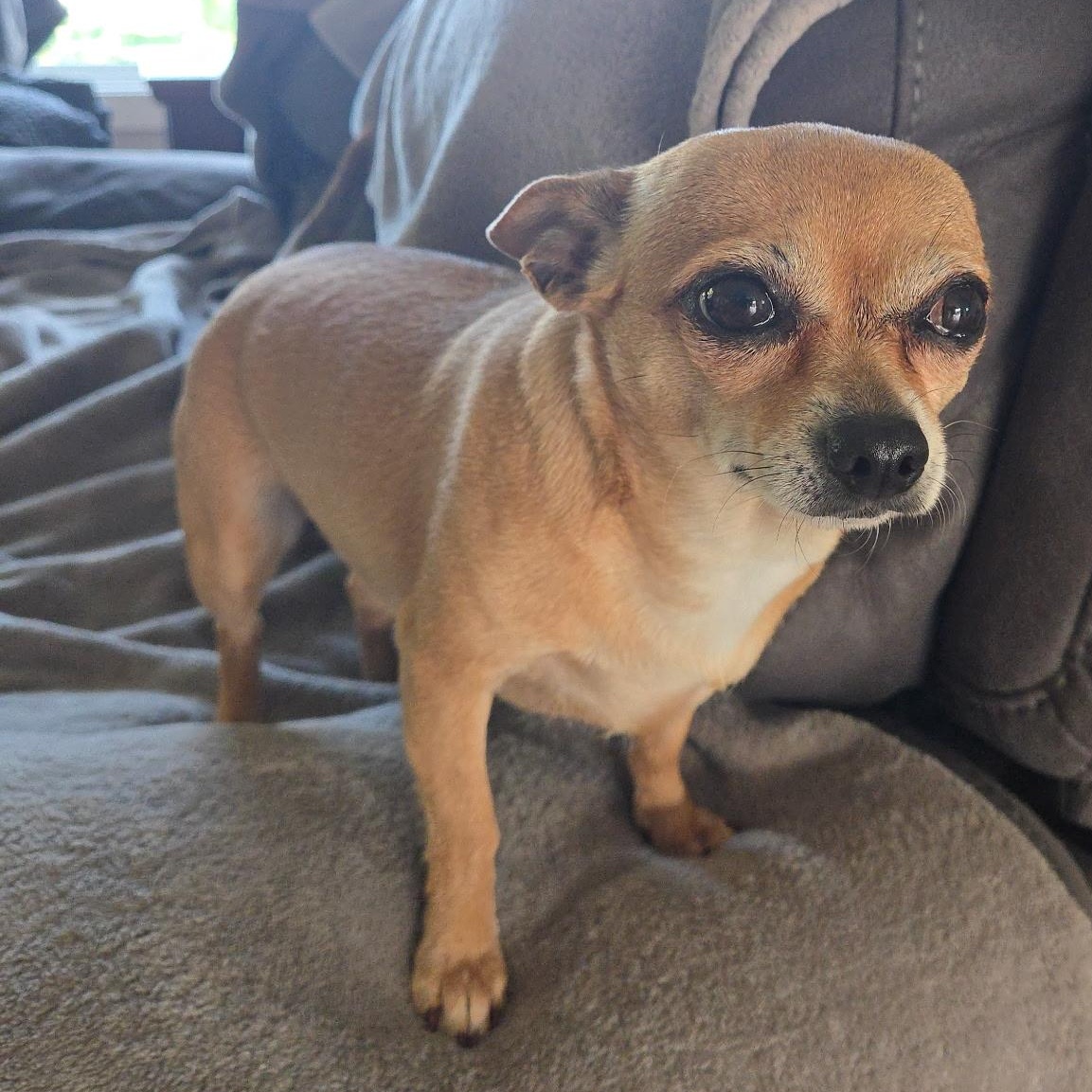 Little Calie, a Adoptable mixed breed in Saint Helens, OR image 5/6