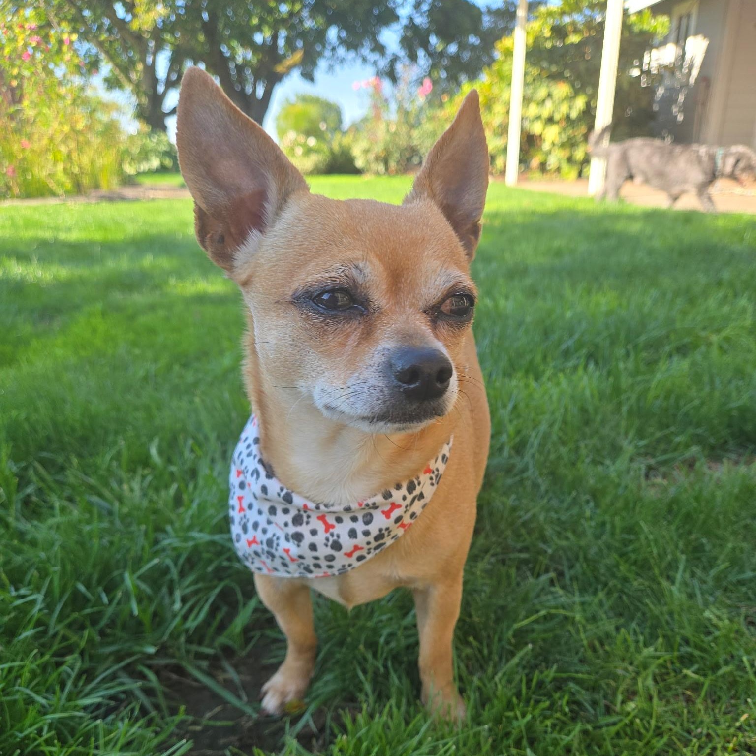 Little Calie, Adoptable, Adult Female Chihuahua & Terrier.