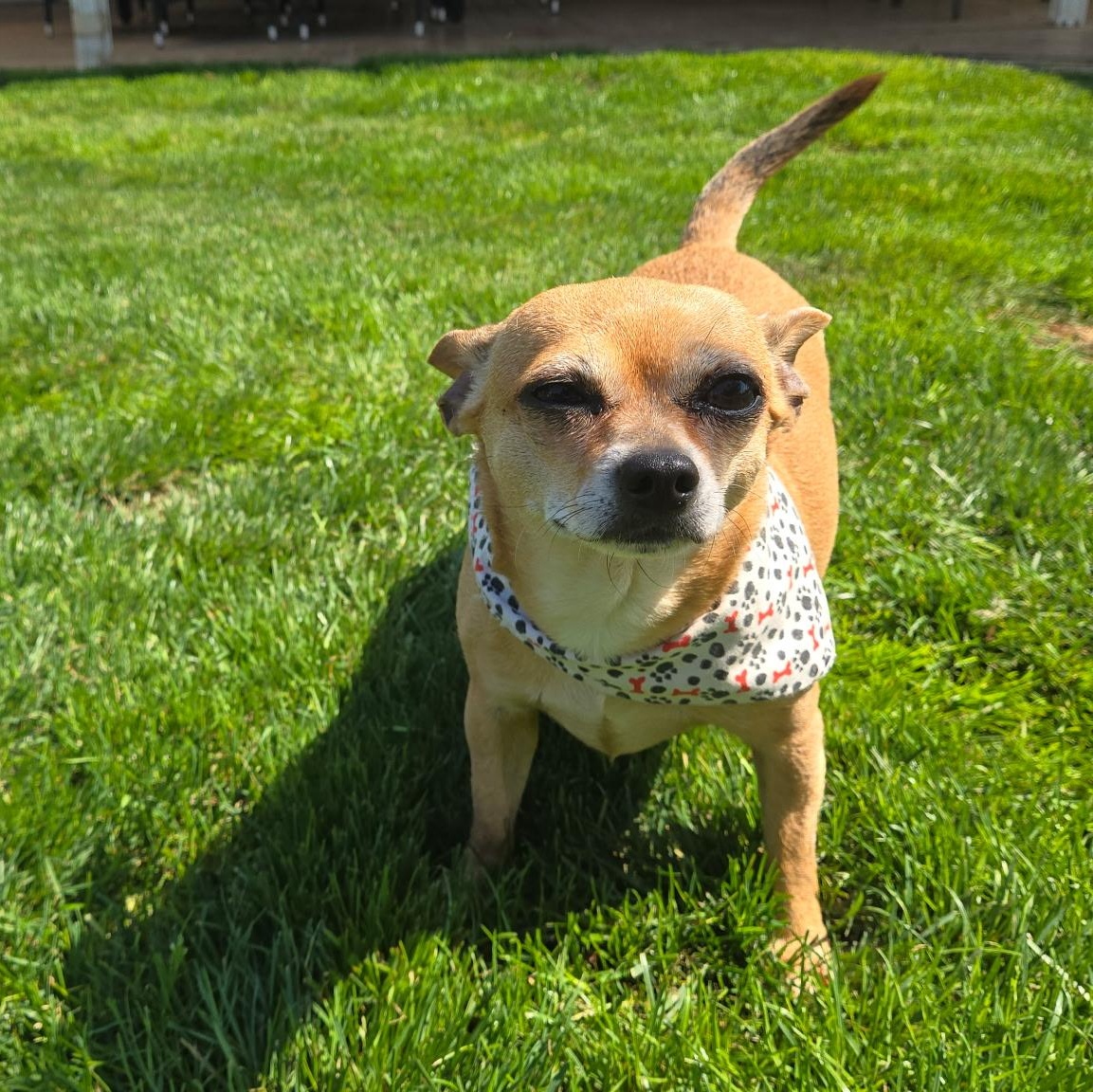 Little Calie, a Adoptable mixed breed in Saint Helens, OR image 2/6