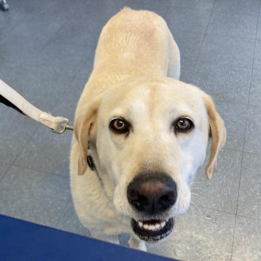 Dodger, Adoptable, Senior Male Yellow Labrador Retriever & Mixed Breed.
