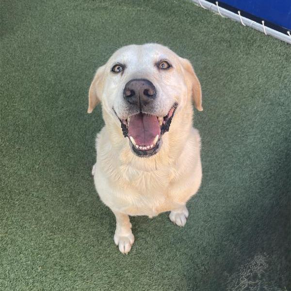 Enlarge Dodger, a Adoptable mixed breed in Long Beach, CA image 2/2