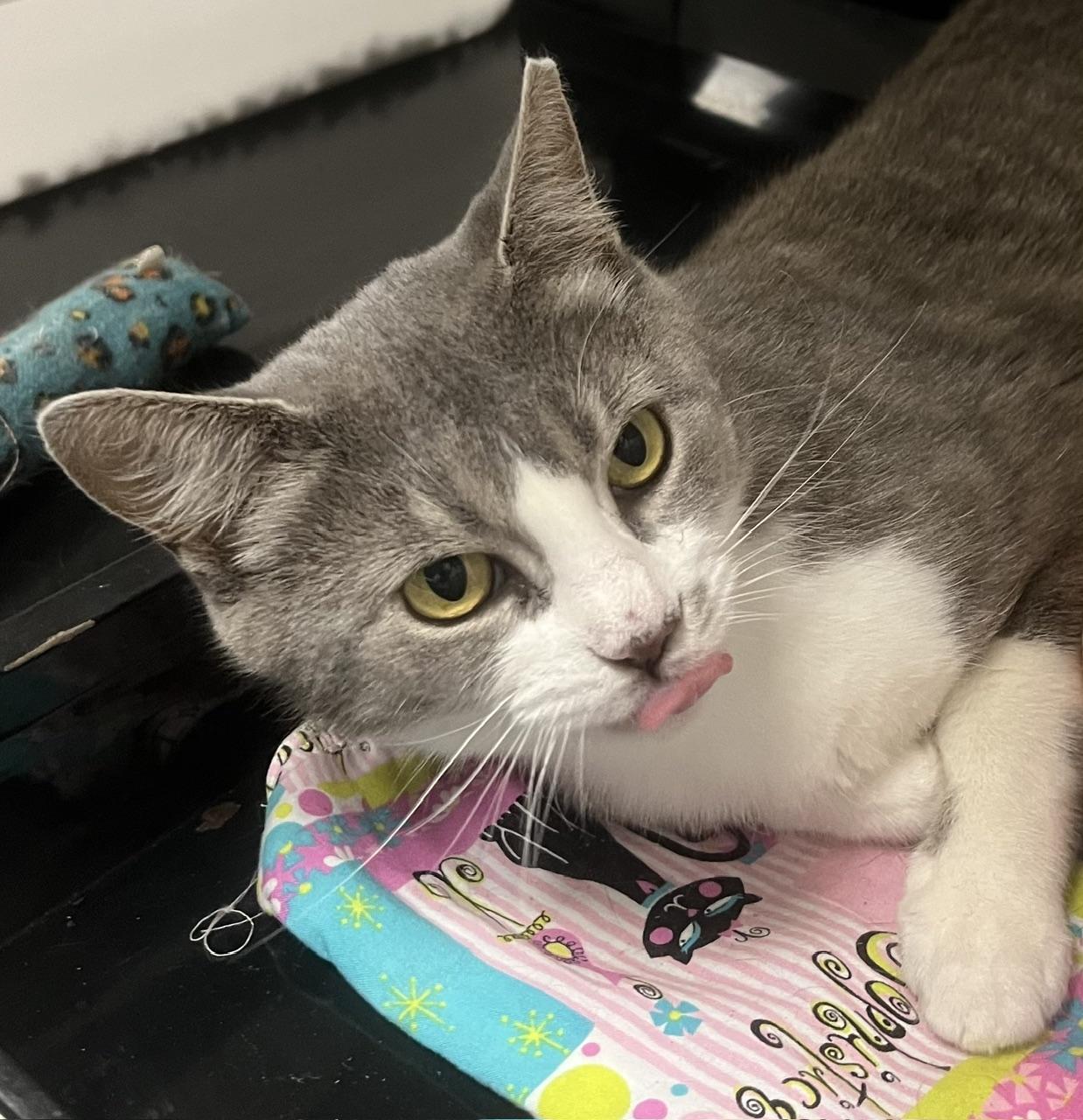 Angel, a ADOPTABLE Domestic Short Hair in Johnston, RI image 6/6