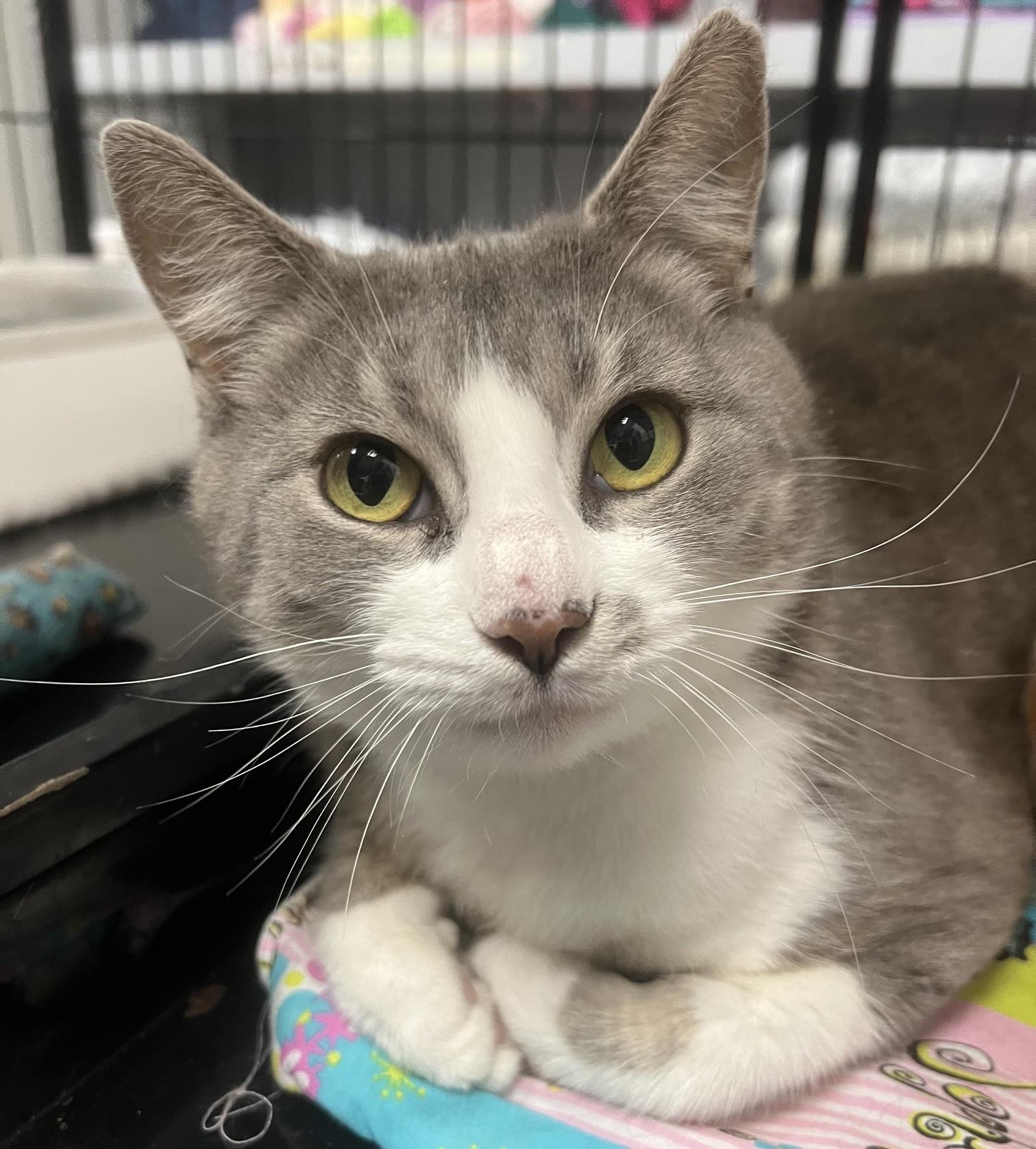 Angel, ADOPTABLE, Young Female Domestic Short Hair.