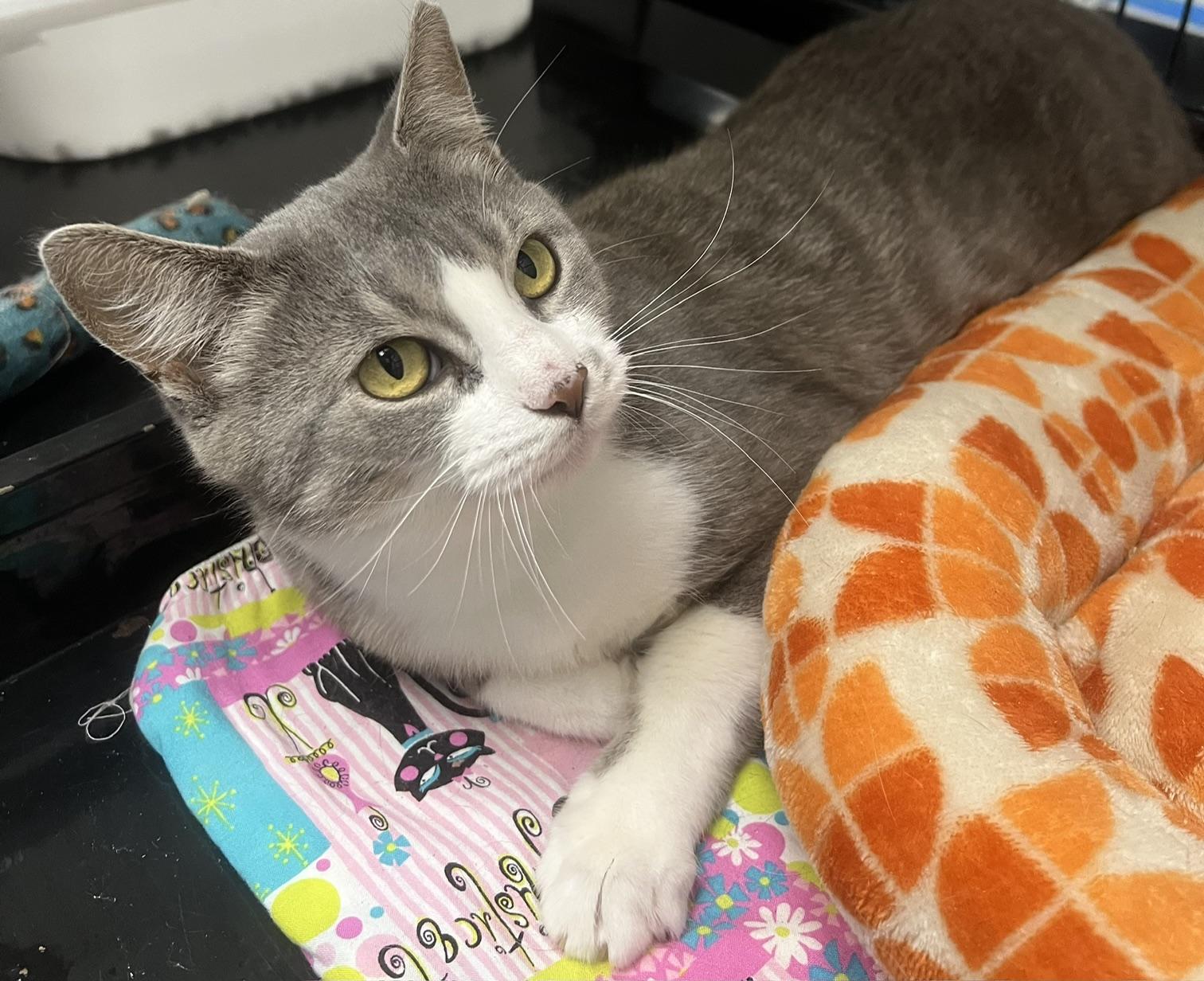 Angel, a ADOPTABLE Domestic Short Hair in Johnston, RI image 3/6