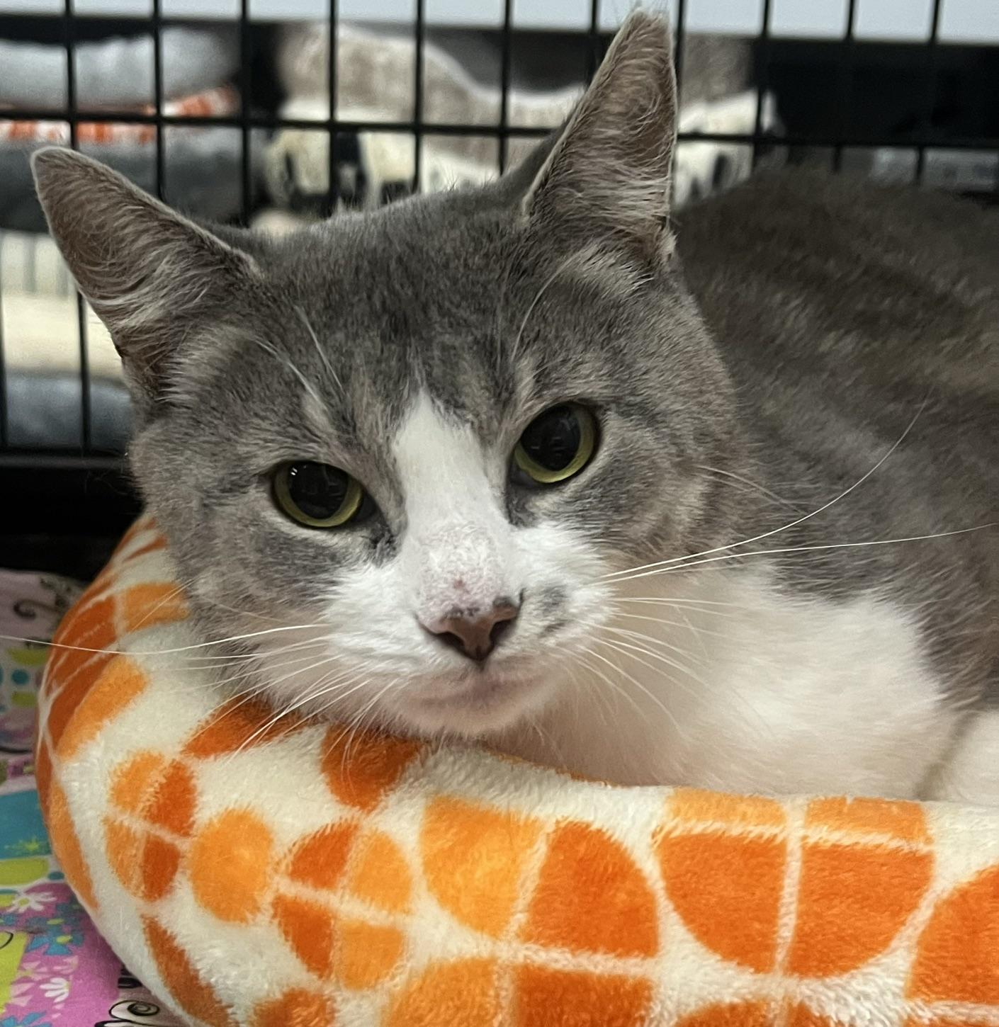 Angel, a ADOPTABLE Domestic Short Hair in Johnston, RI image 4/6