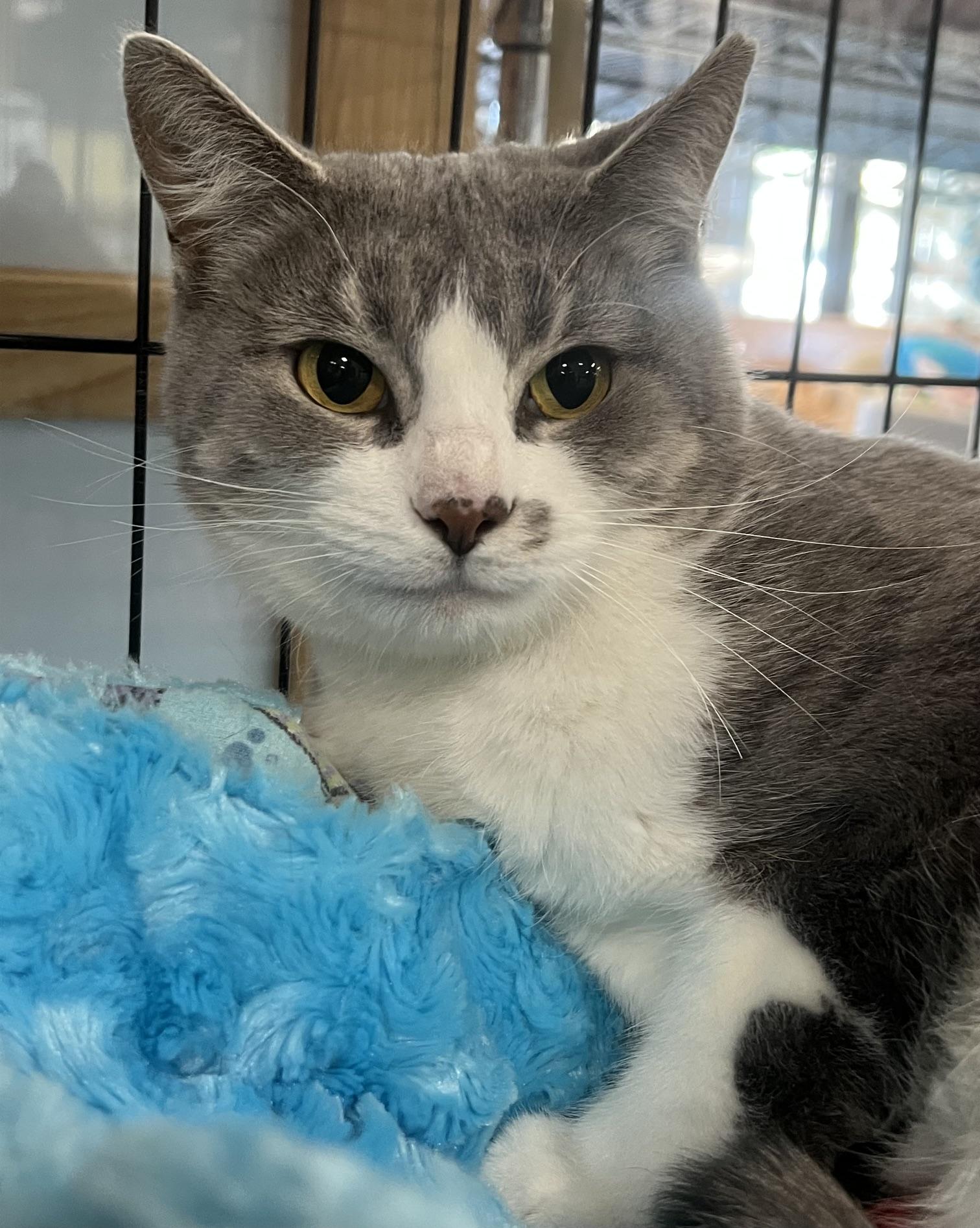 Enlarge Angel, a ADOPTABLE Domestic Short Hair in Johnston, RI image 6/6