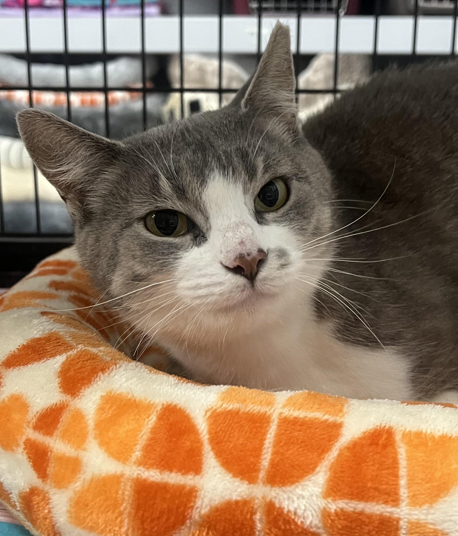 Angel, a ADOPTABLE Domestic Short Hair in Johnston, RI image 5/6