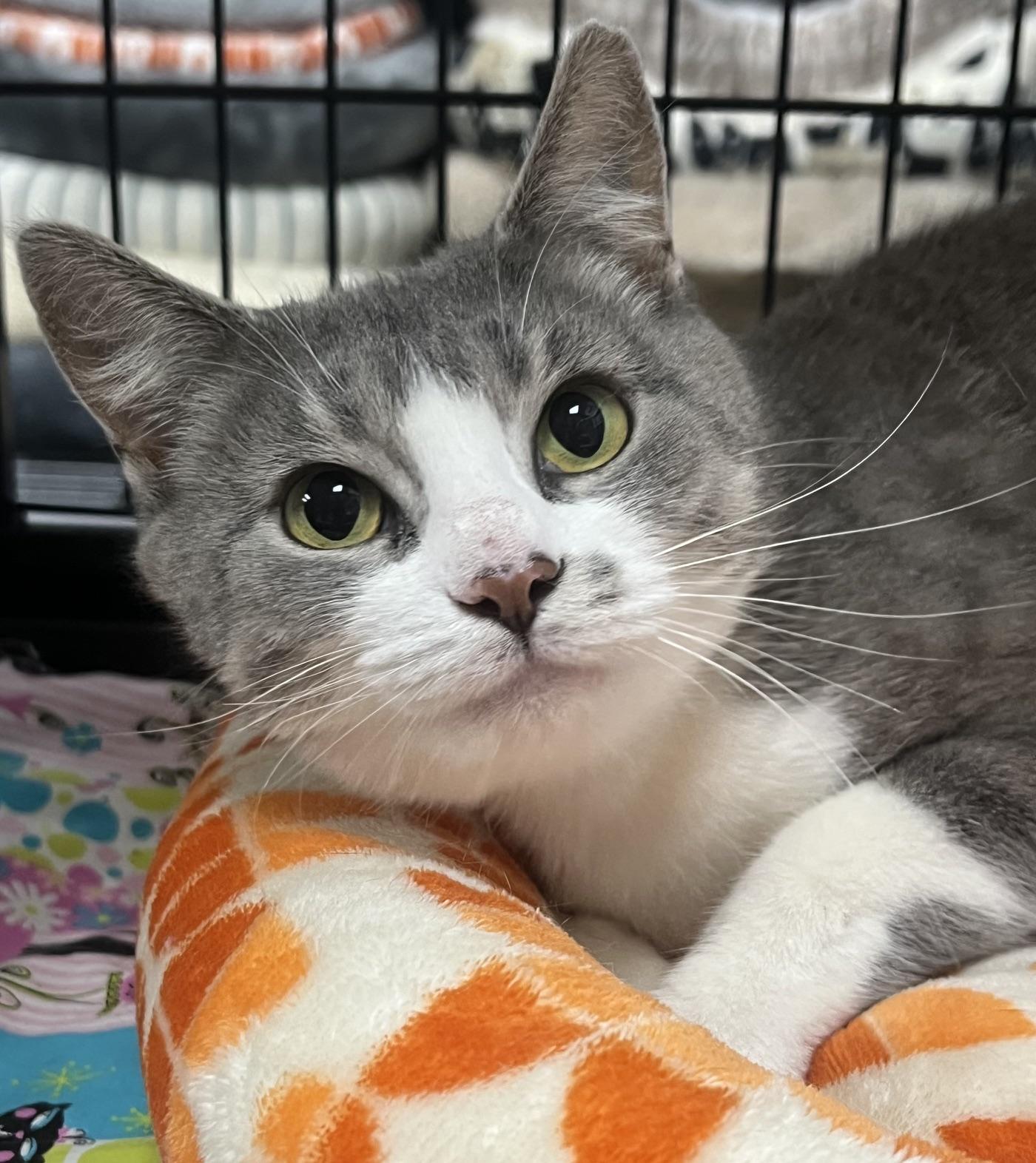 Angel, a ADOPTABLE Domestic Short Hair in Johnston, RI image 2/6