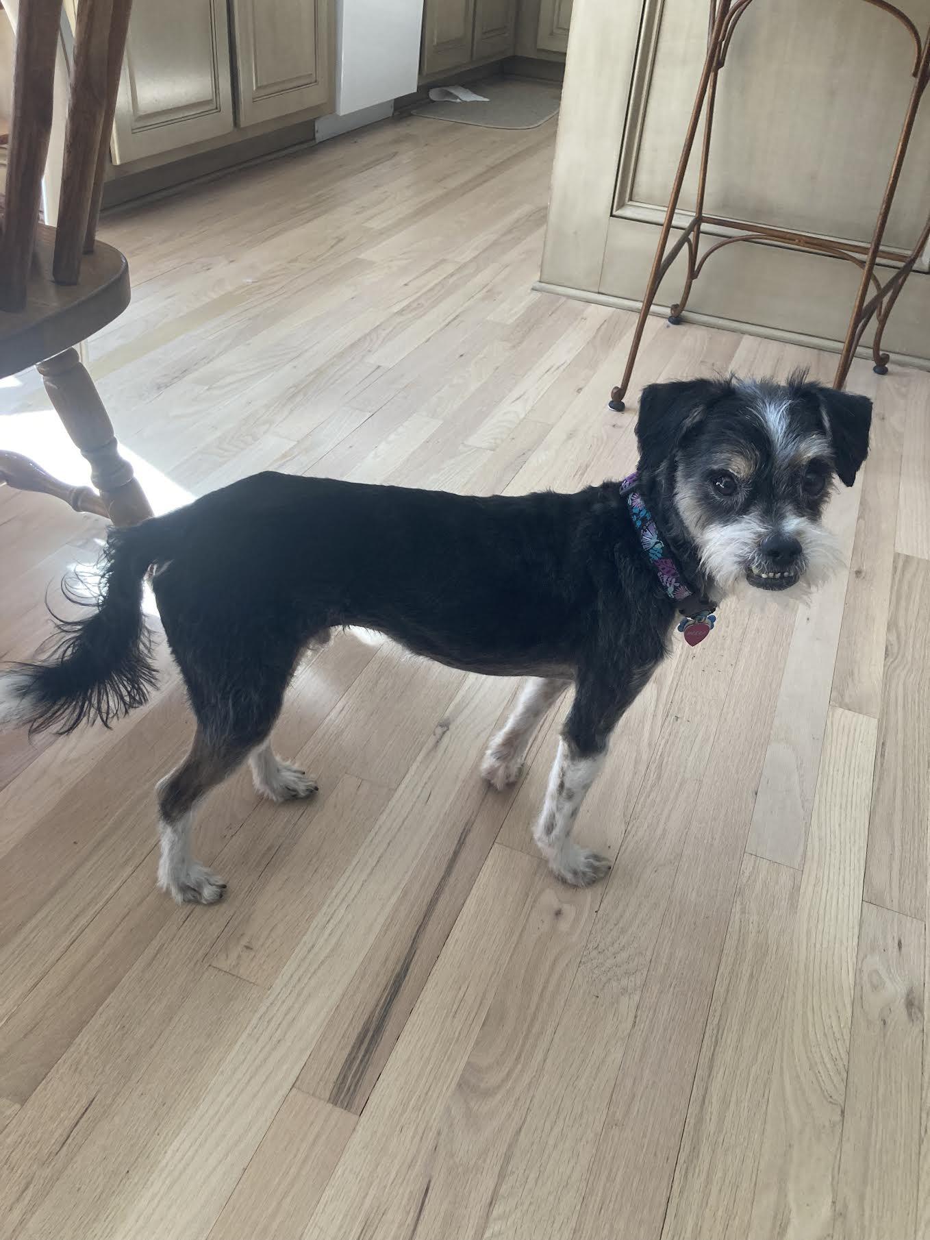 Enlarge Jarvis, an adopted mixed breed in Cumming, GA image 2/5