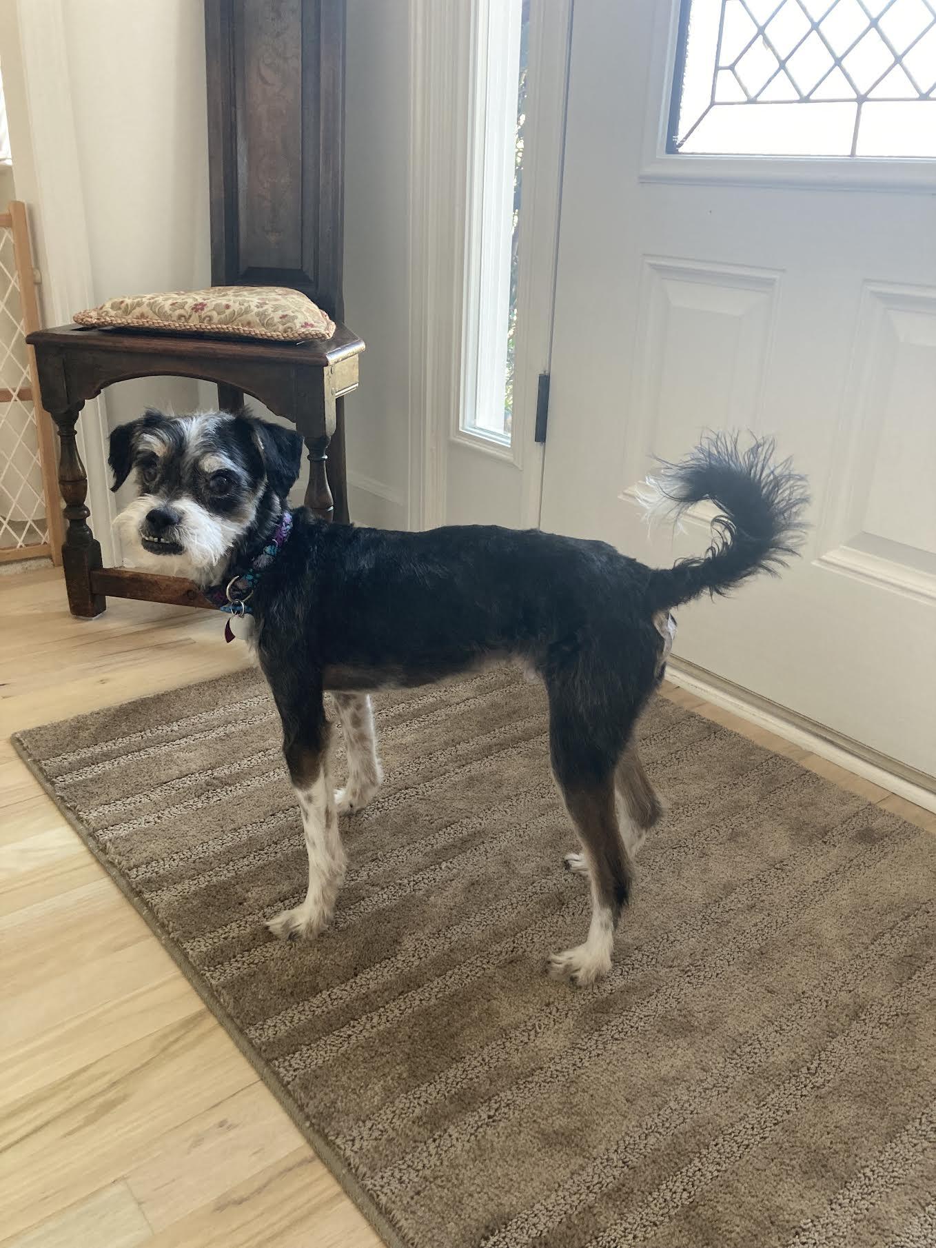 Enlarge Jarvis, an adopted mixed breed in Cumming, GA image 5/5