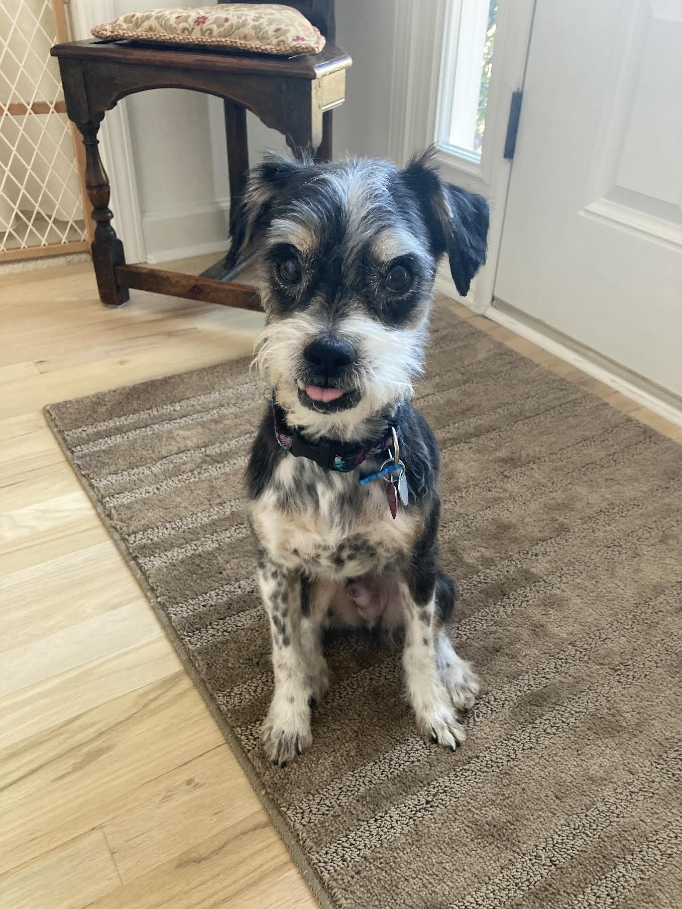 Enlarge Jarvis, an adopted mixed breed in Cumming, GA image 3/5