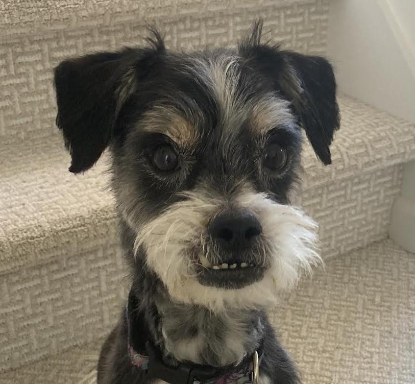 Enlarge Jarvis, an adopted mixed breed in Cumming, GA image 1/5