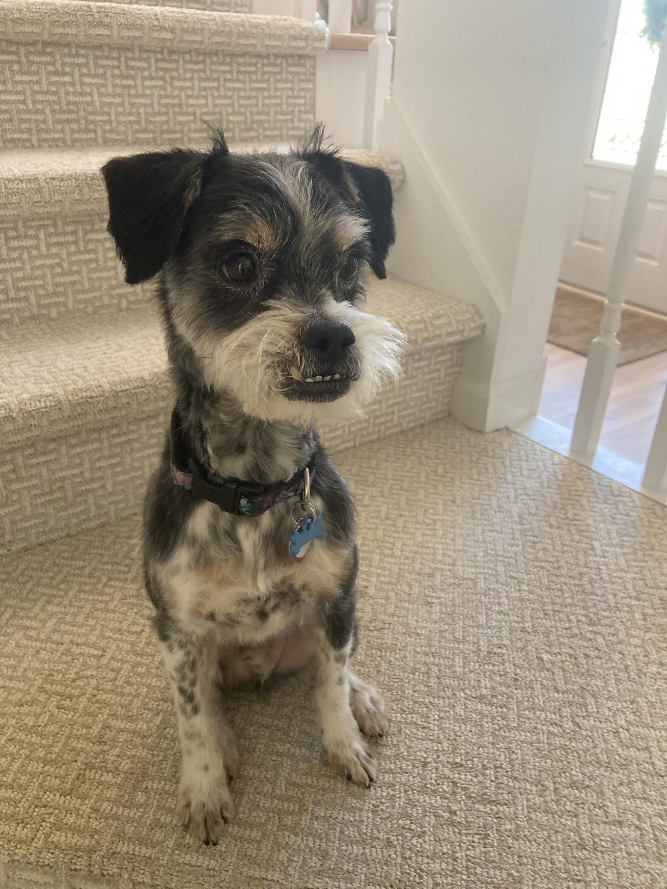 Enlarge Jarvis, an adopted mixed breed in Cumming, GA image 4/5