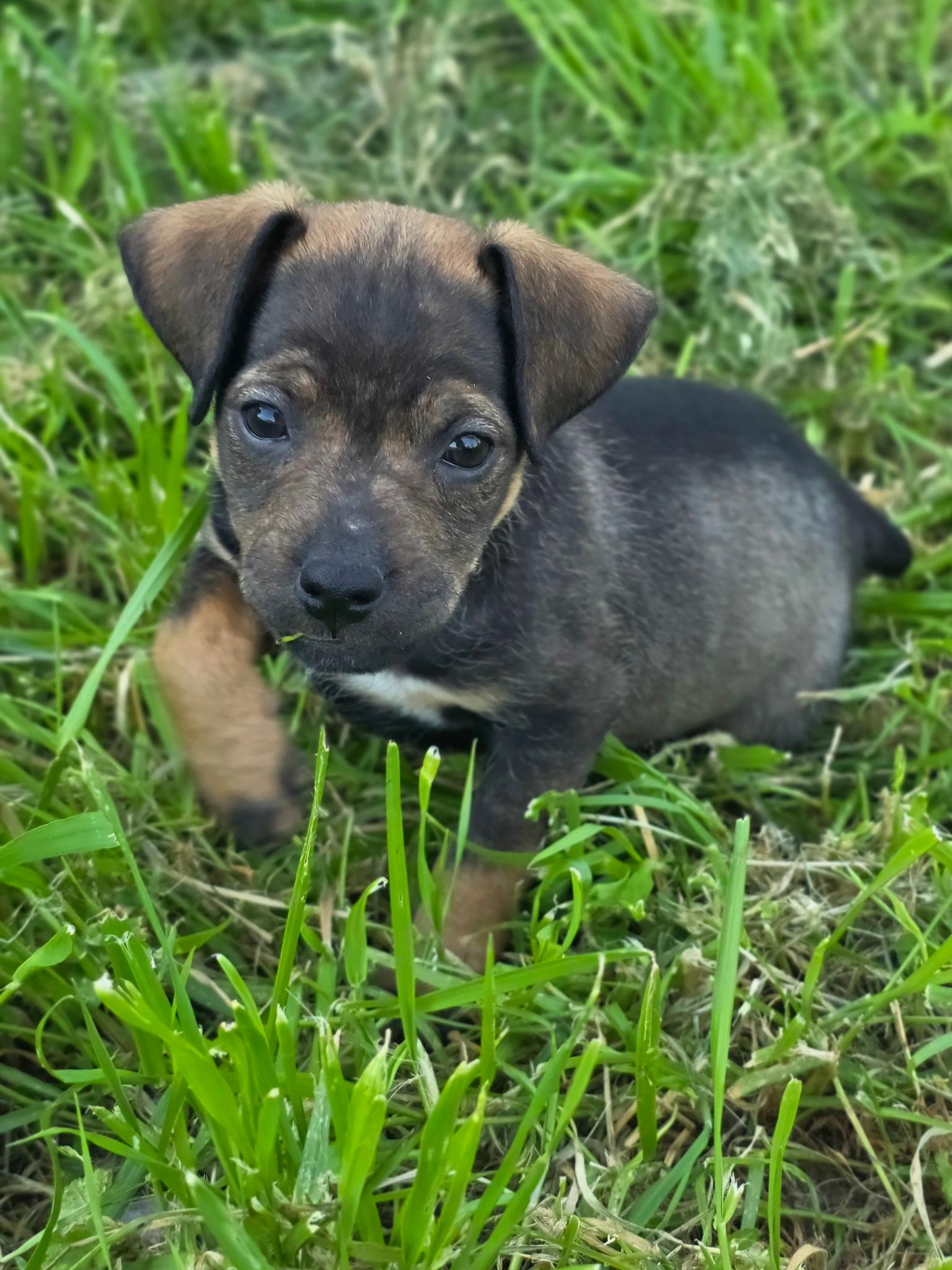 Enlarge Rocky, an adopted mixed breed in Penryn, CA image 2/3