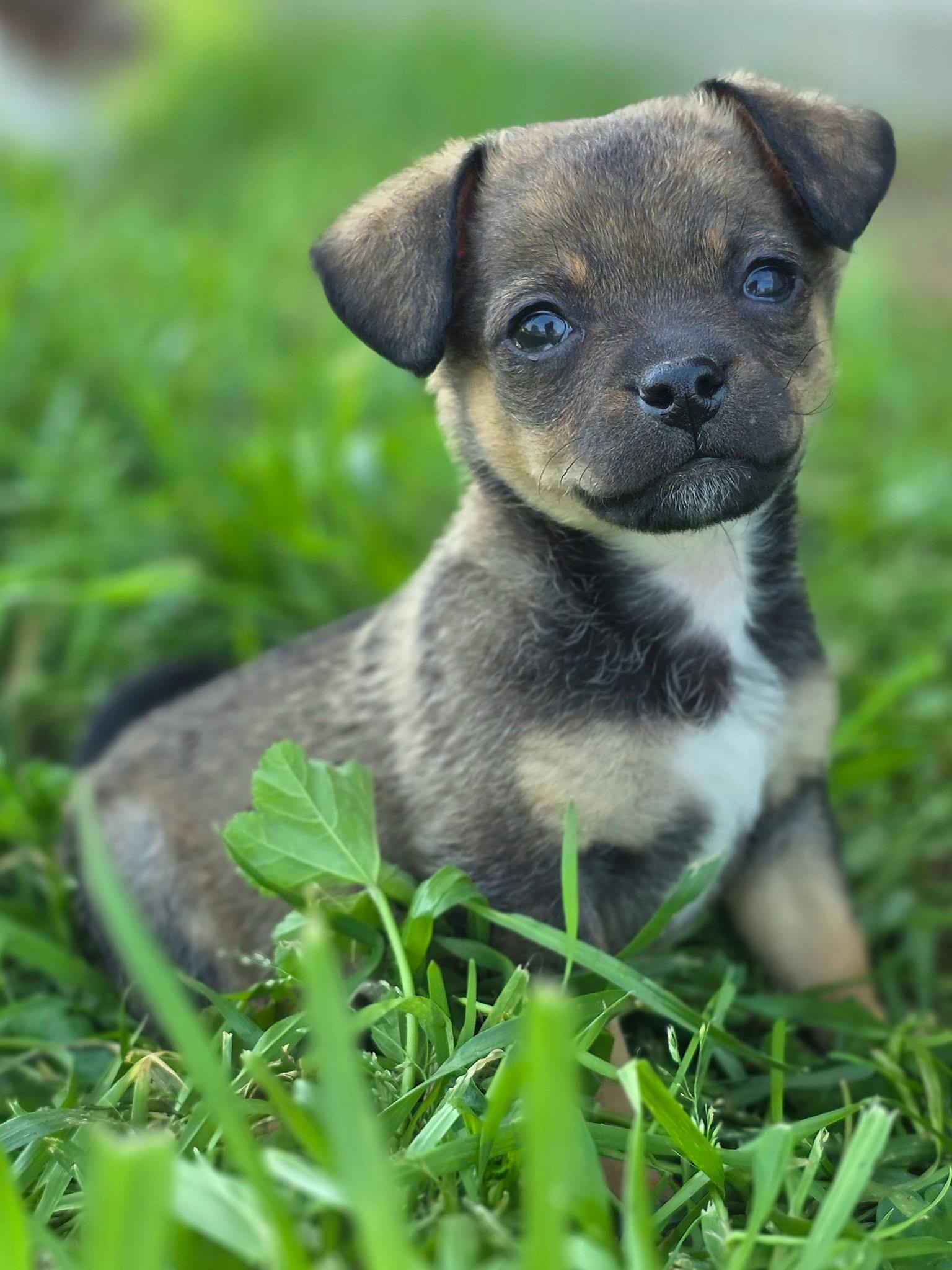 Enlarge Rocky, an adopted mixed breed in Penryn, CA image 1/3