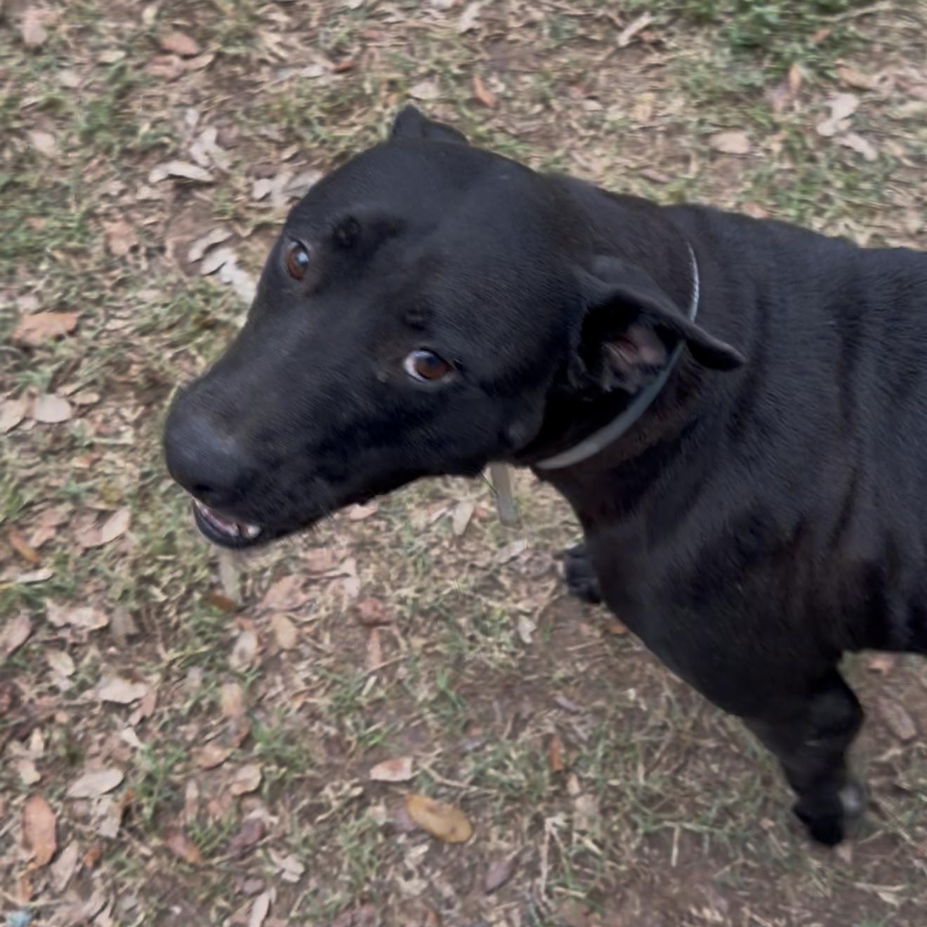 Beatrice — thumbnail 2