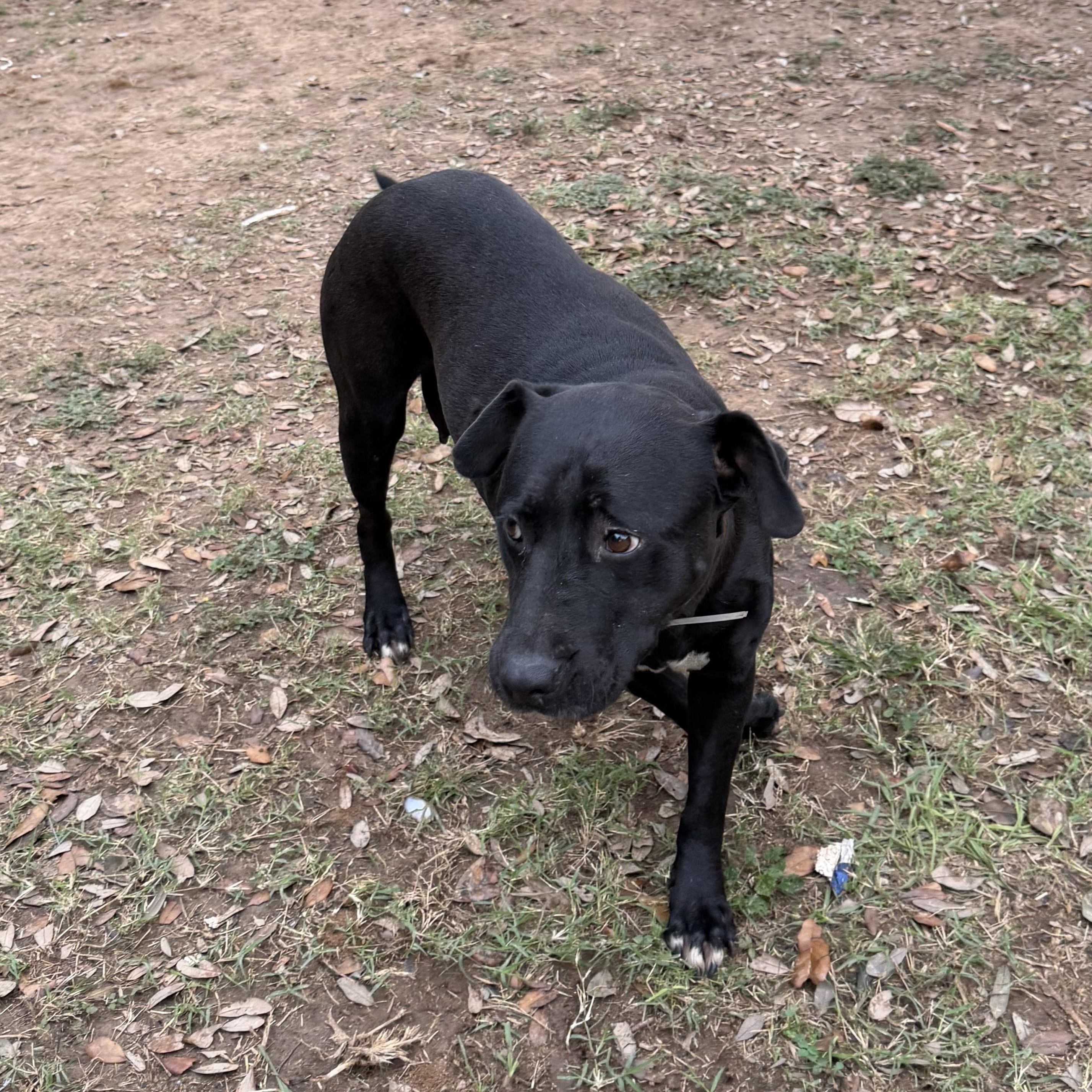 Beatrice — thumbnail 3