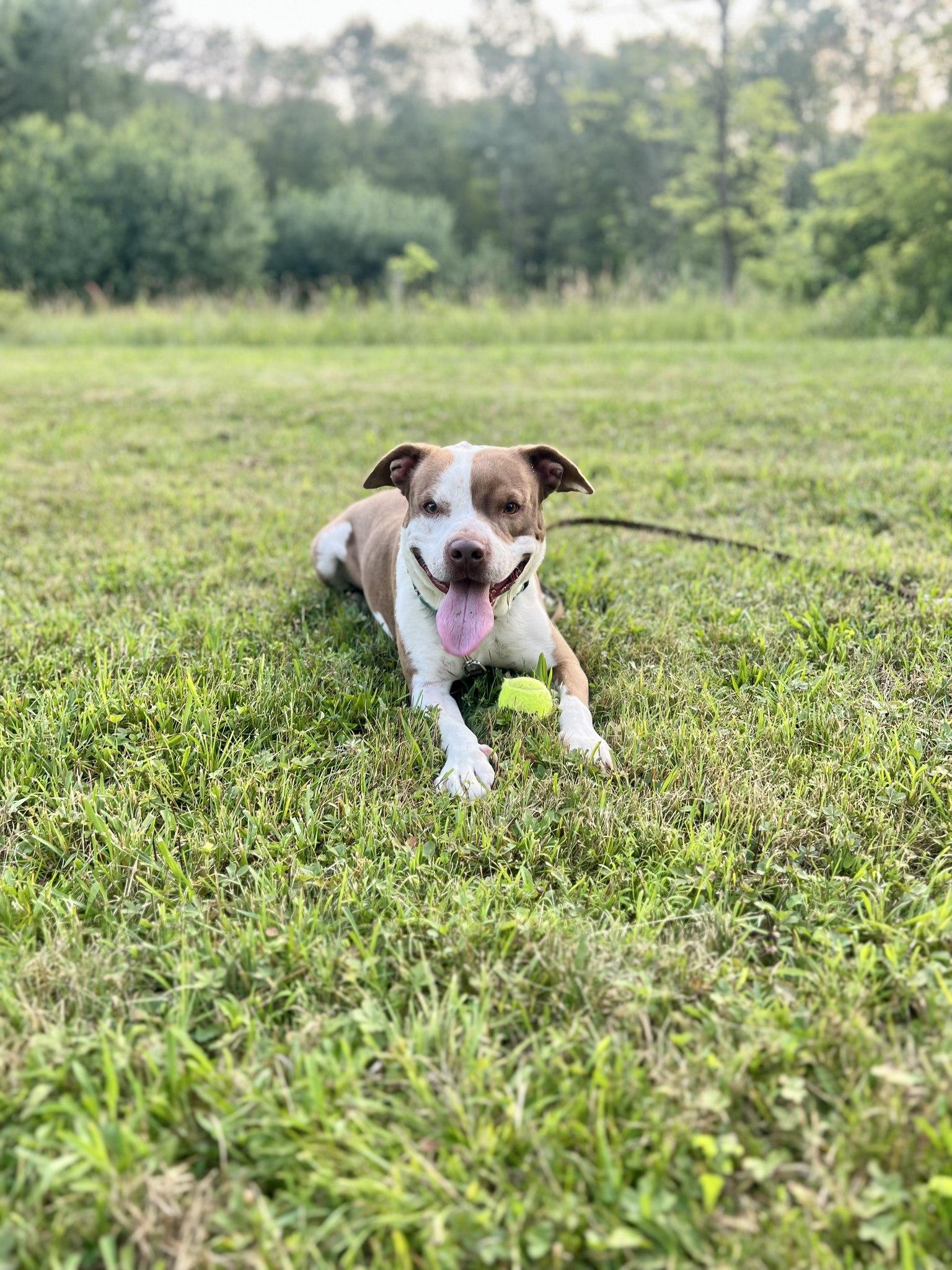 Enlarge Dobby, a Adoptable Mixed Breed in Elmira, NY image 1/3