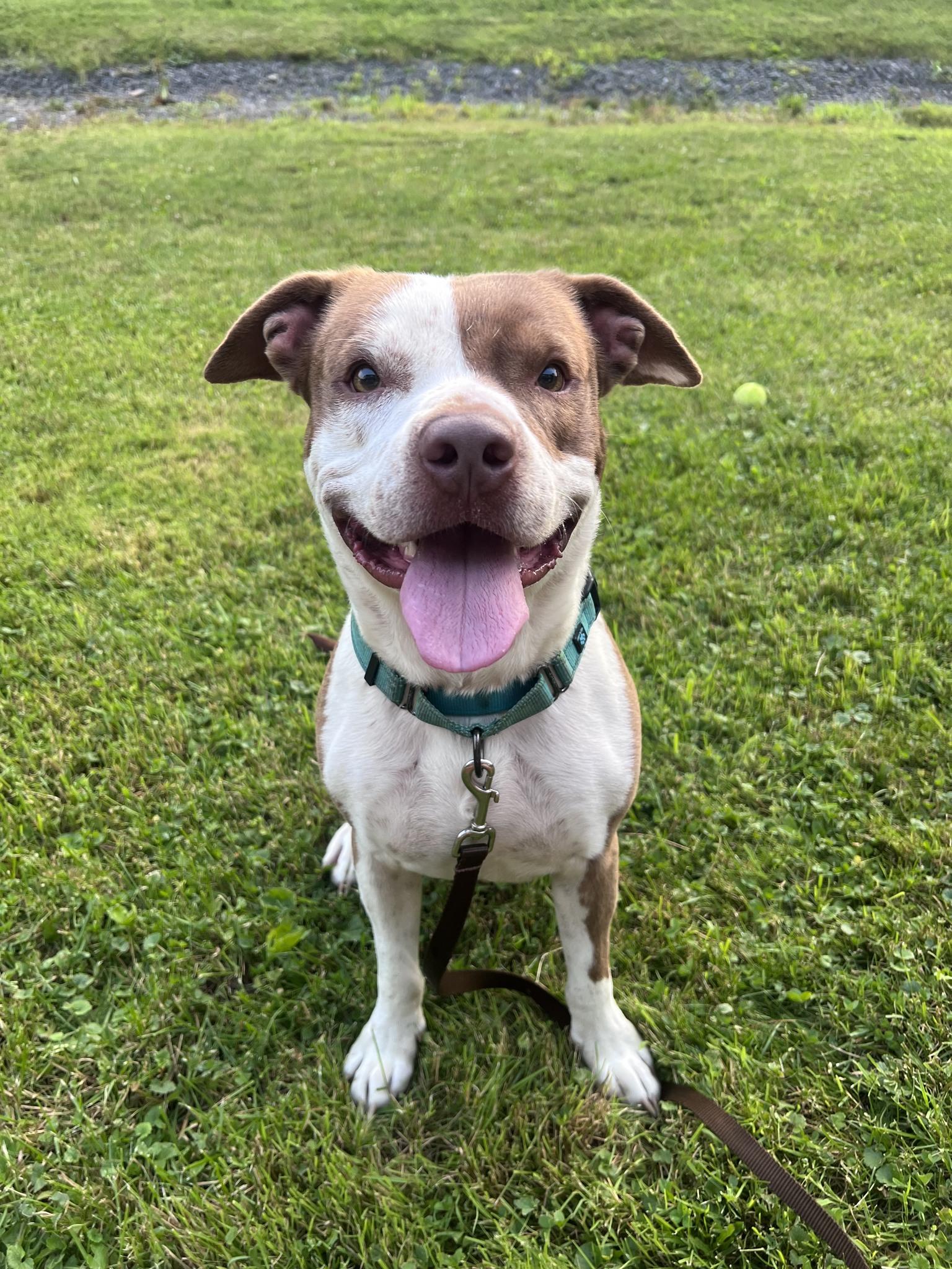 Enlarge Dobby, a Adoptable Mixed Breed in Elmira, NY image 2/3