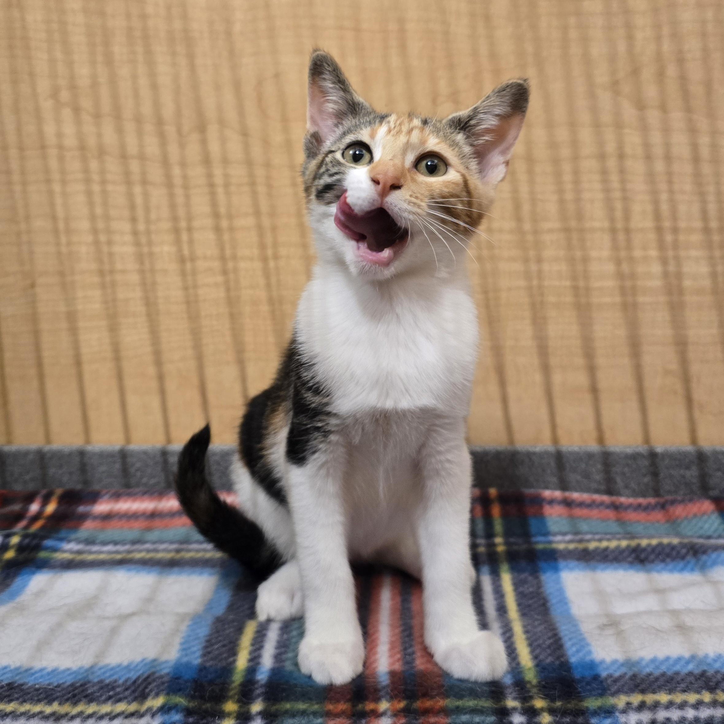 Enlarge Serrano, an adopted Calico in Midwest City, OK image 2/3